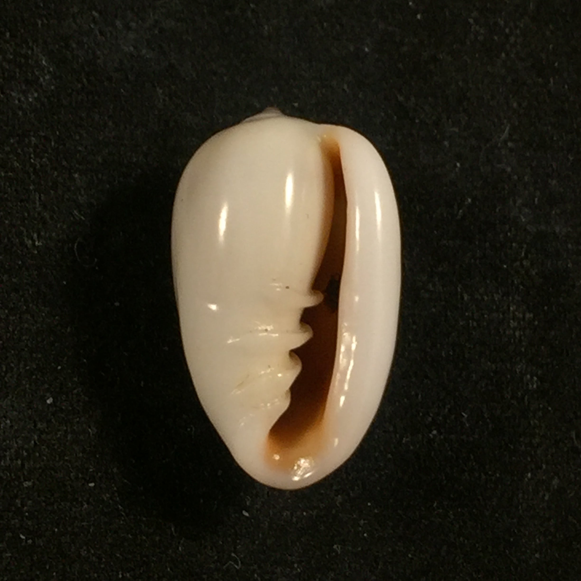 Prunum leonardhilli Petuch, 1990 - 18,4mm