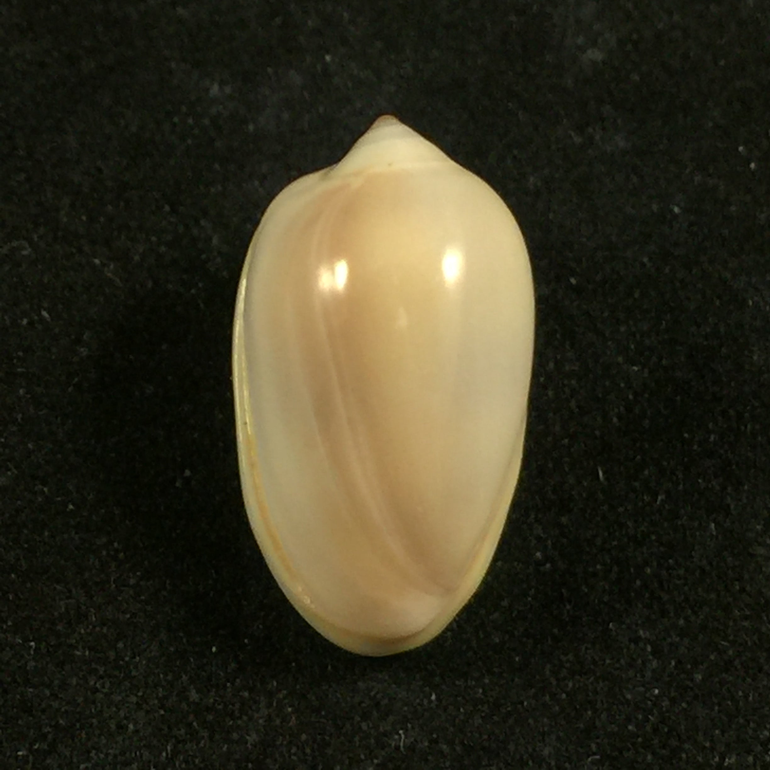 Prunum leonardhilli Petuch, 1990 - 18,4mm
