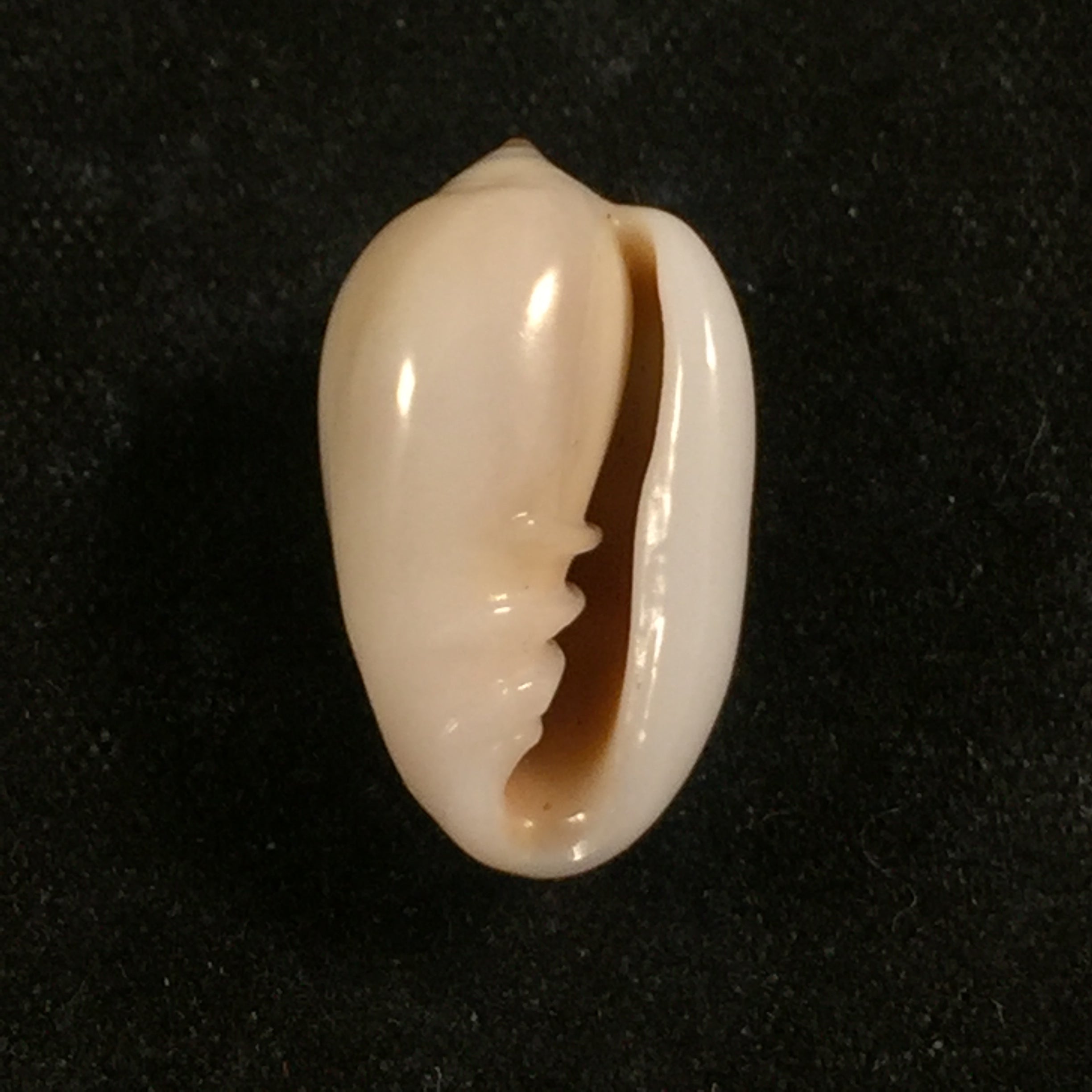 Prunum leonardhilli Petuch, 1990 - 18,4mm