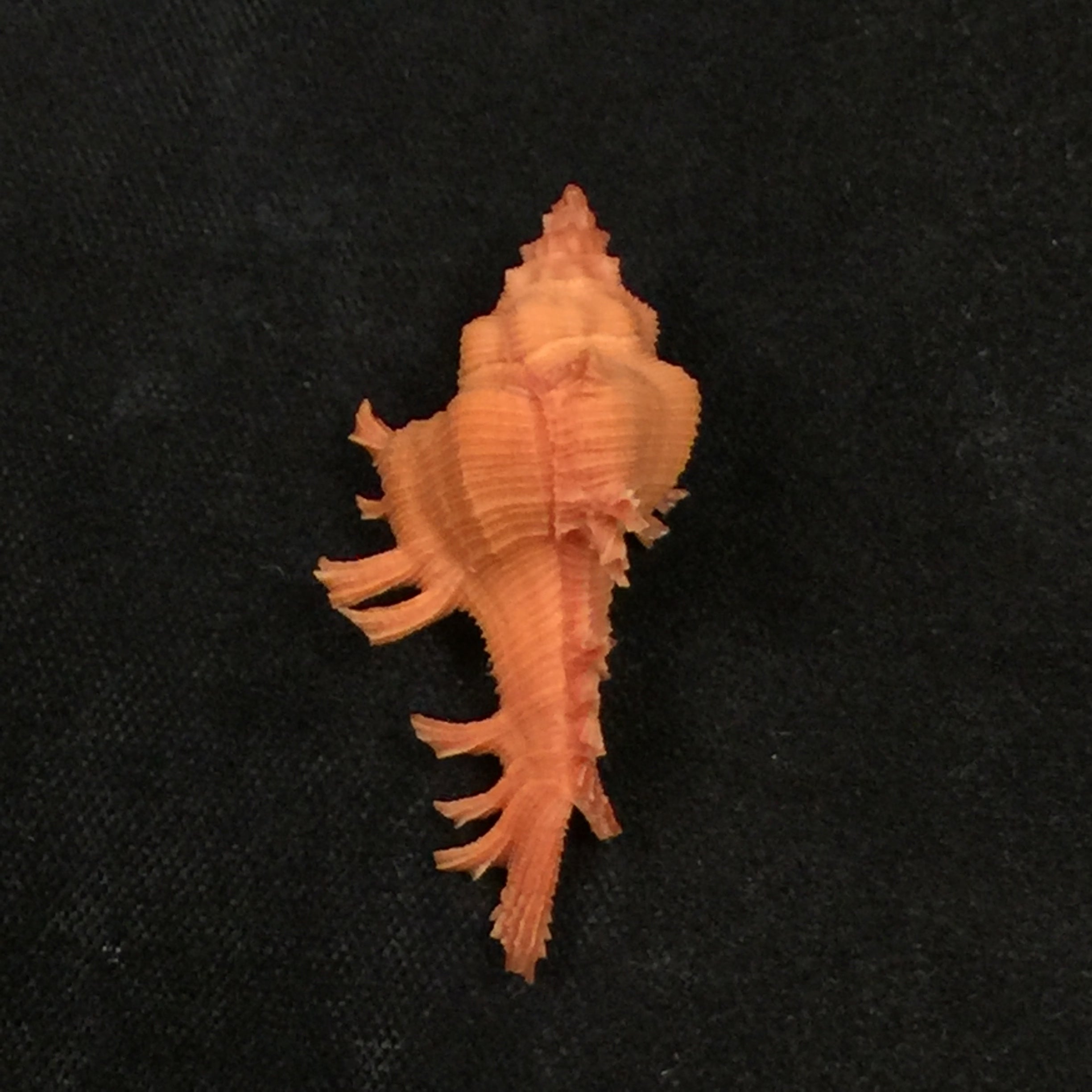Chicoreus crosnieri Houart, 1985 - 33,9mm