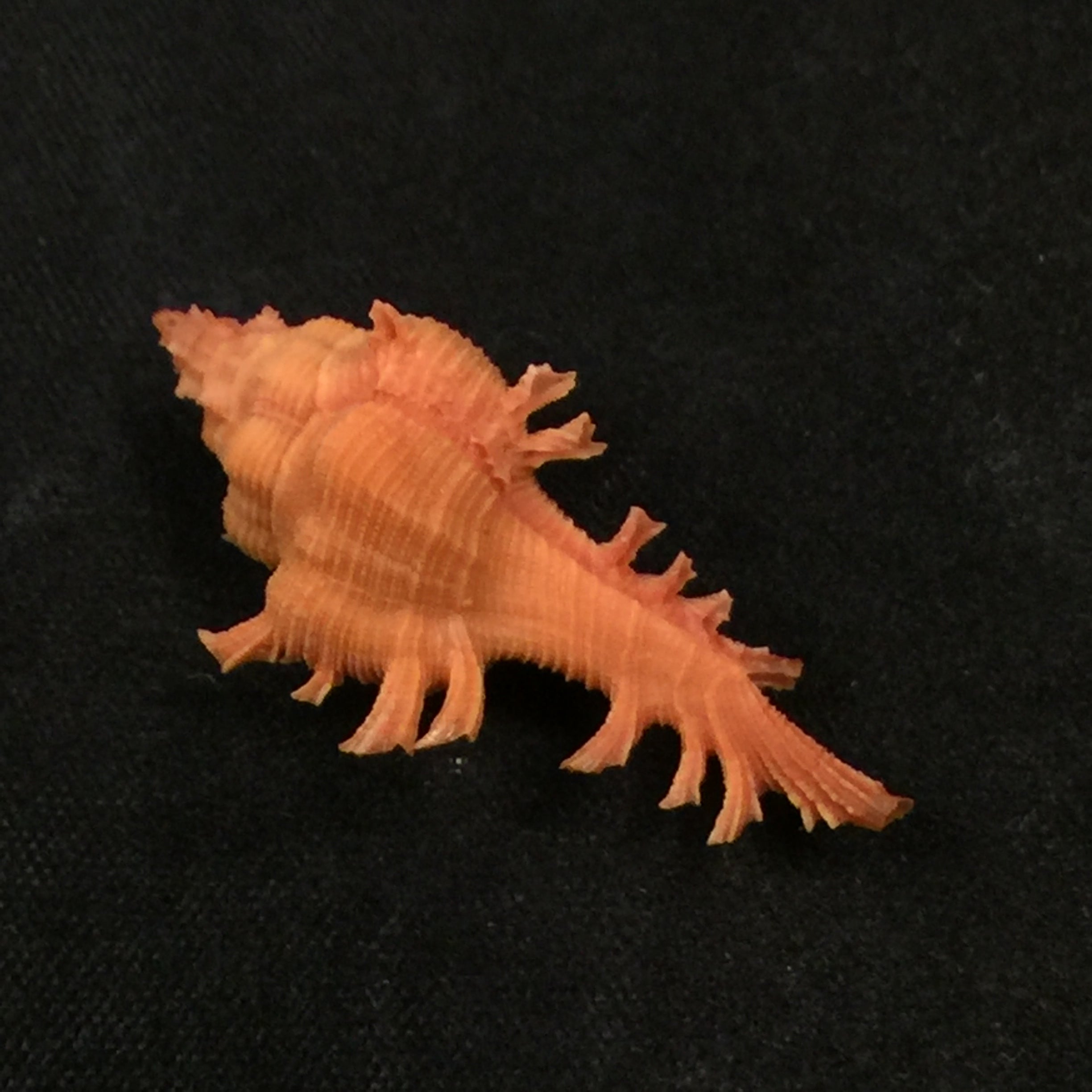 Chicoreus crosnieri Houart, 1985 - 33,9mm