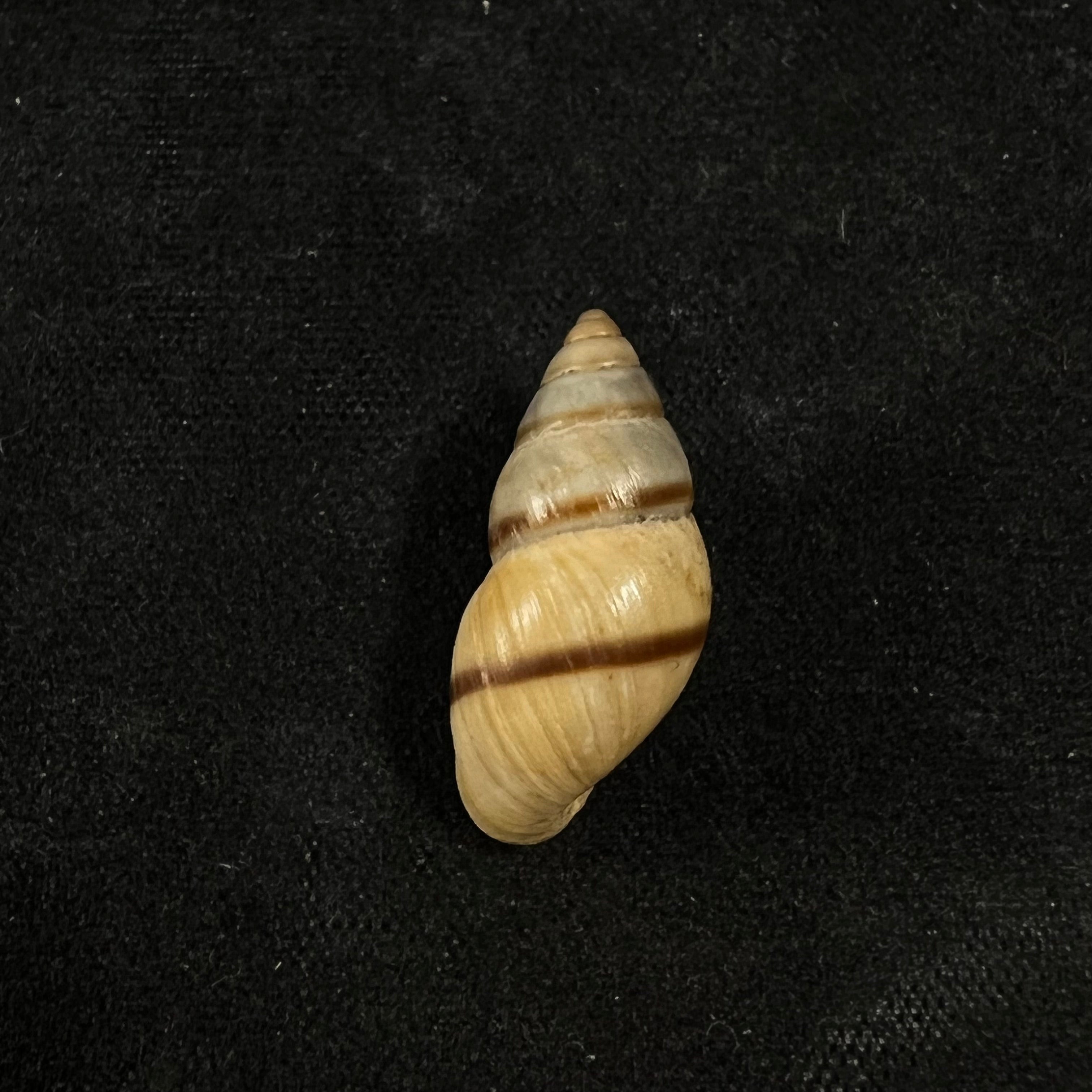 Bulimulus guadalupensis (Bruguière, 1789) - 18,6mm