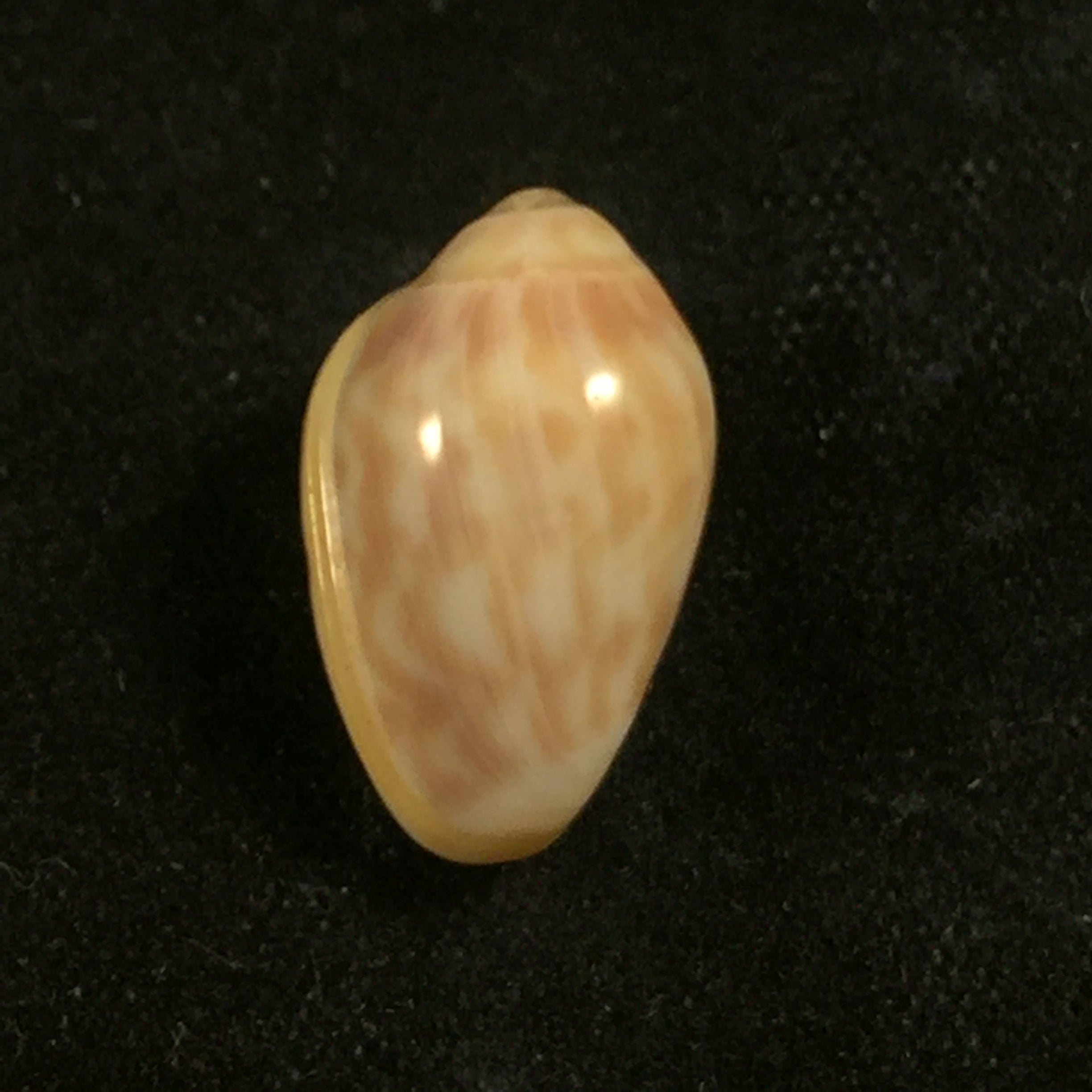 Prunum fulminatum (Kiener, 1841) - 14,6mm