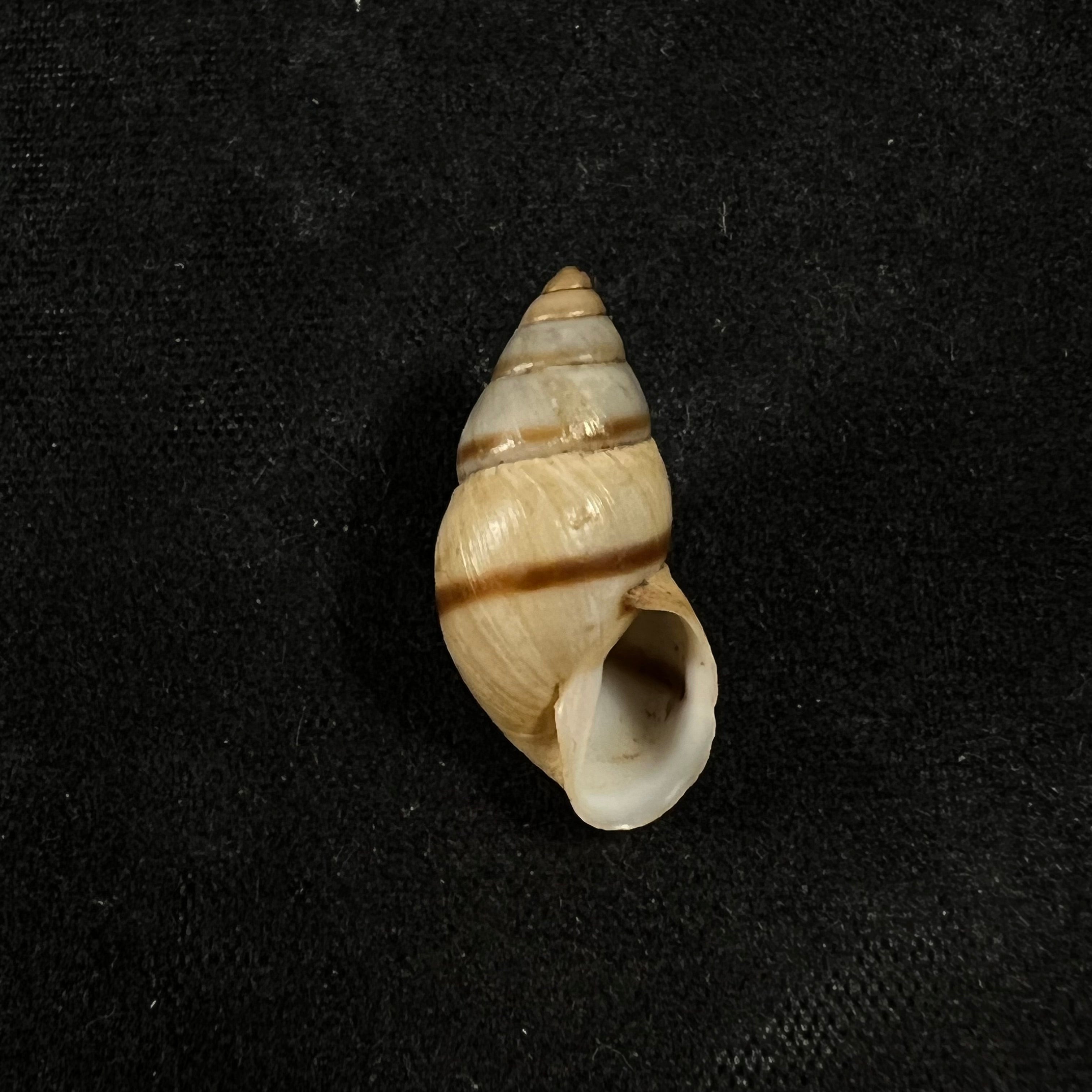 Bulimulus guadalupensis (Bruguière, 1789) - 18,6mm