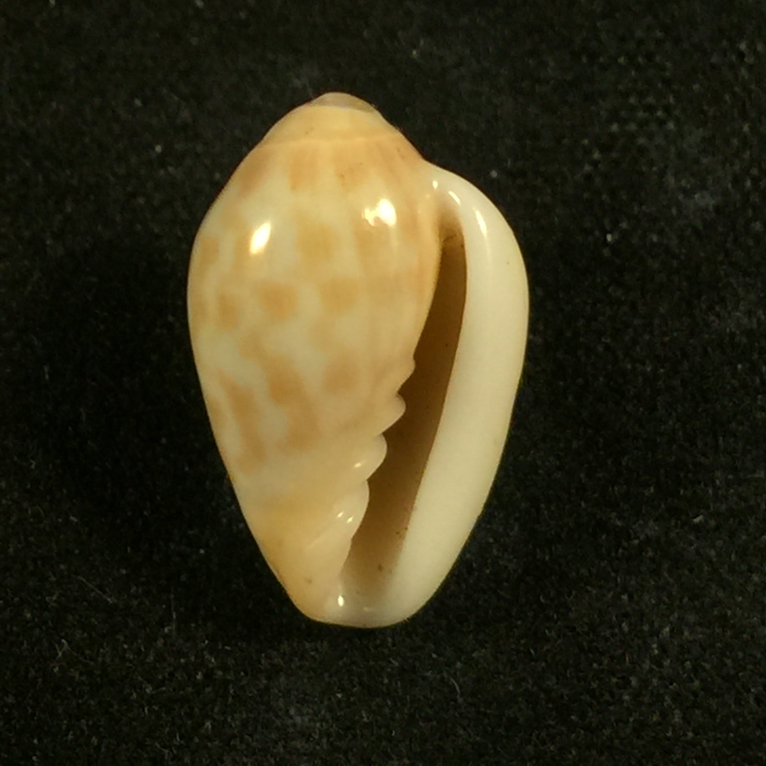 Prunum fulminatum (Kiener, 1841) - 14,6mm