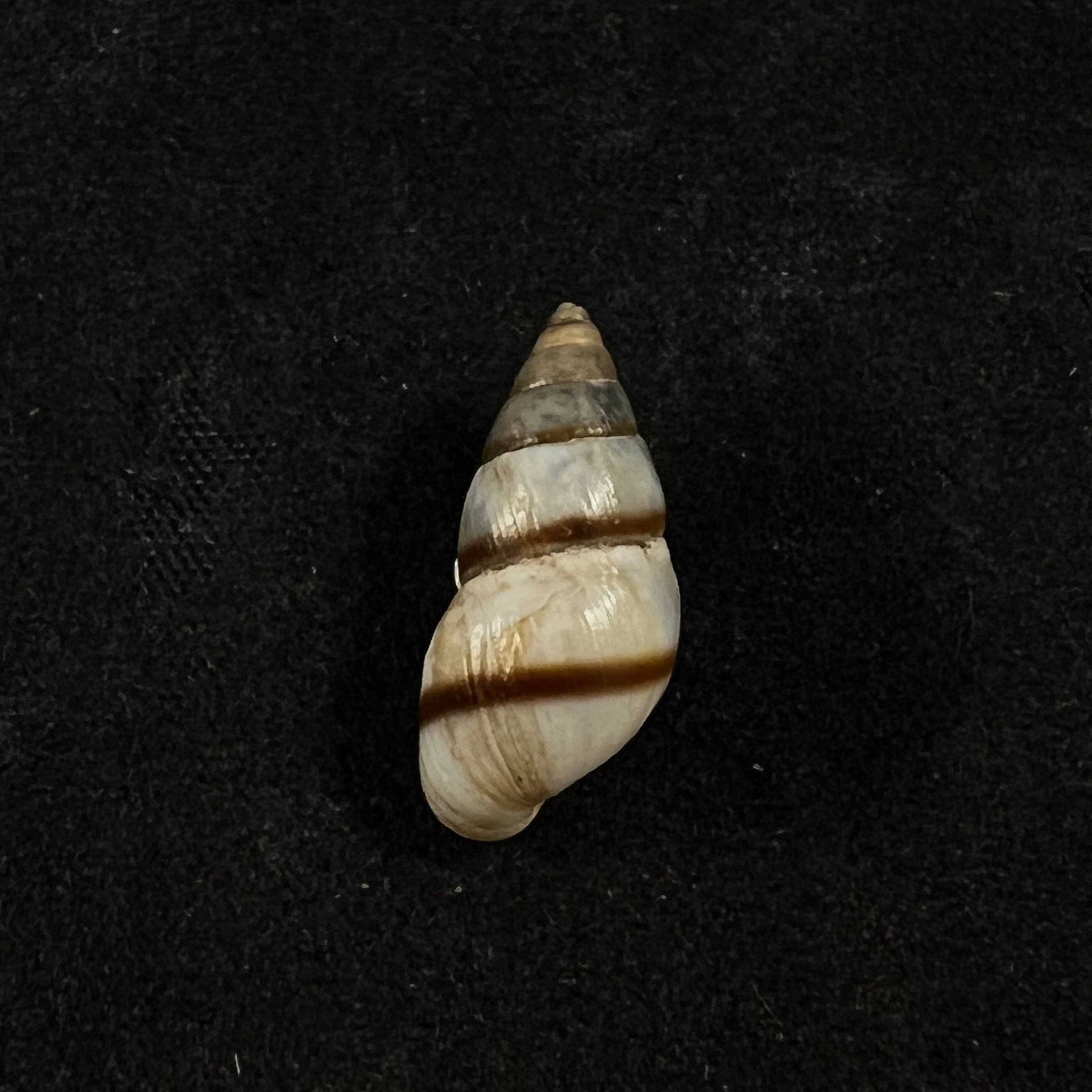Bulimulus guadalupensis (Bruguière, 1789) - 18,2mm