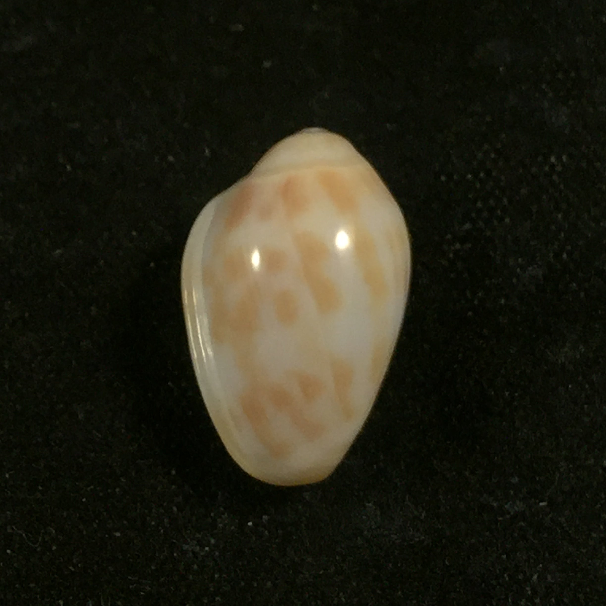 Prunum fulminatum (Kiener, 1841) - 14,8mm