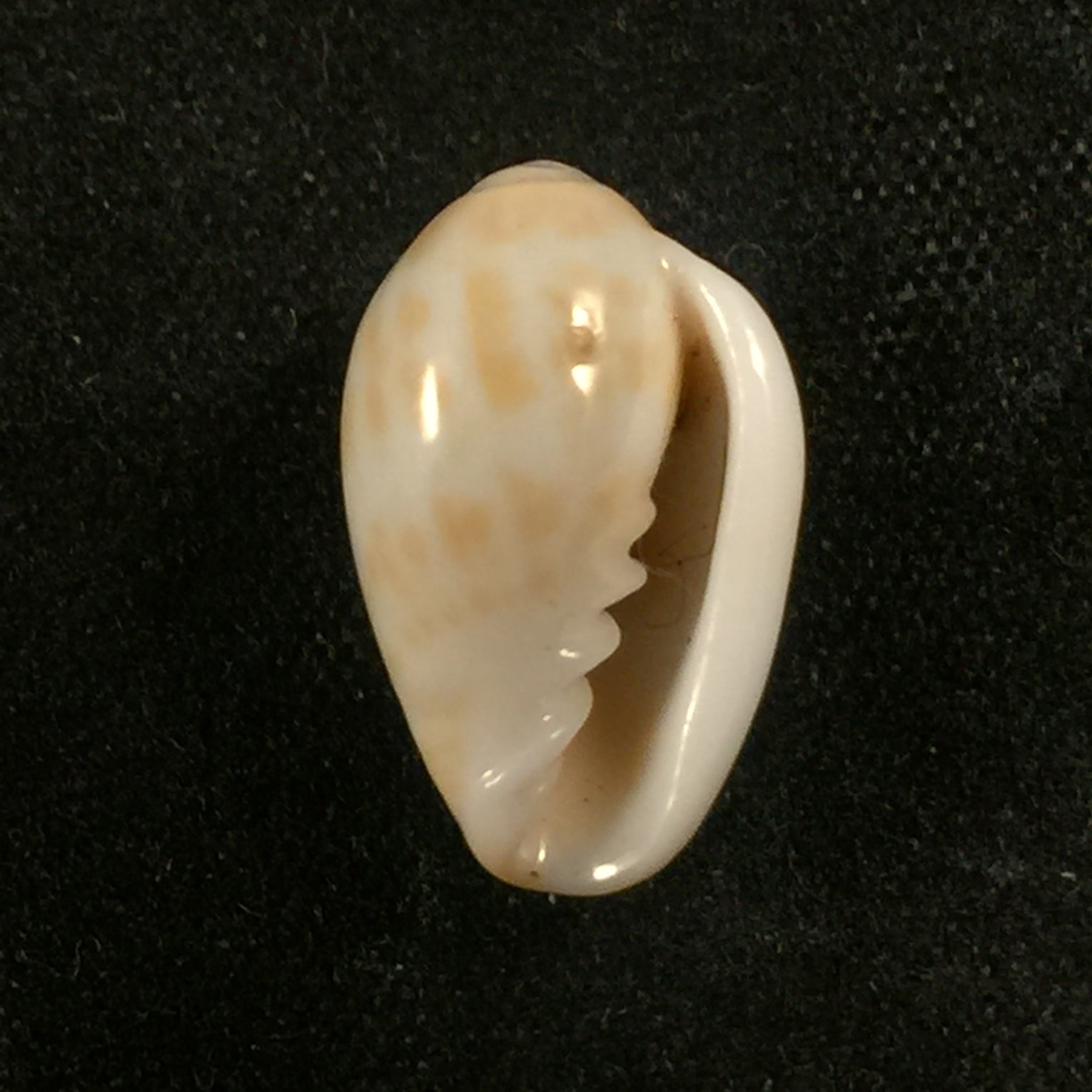 Prunum fulminatum (Kiener, 1841) - 14,8mm