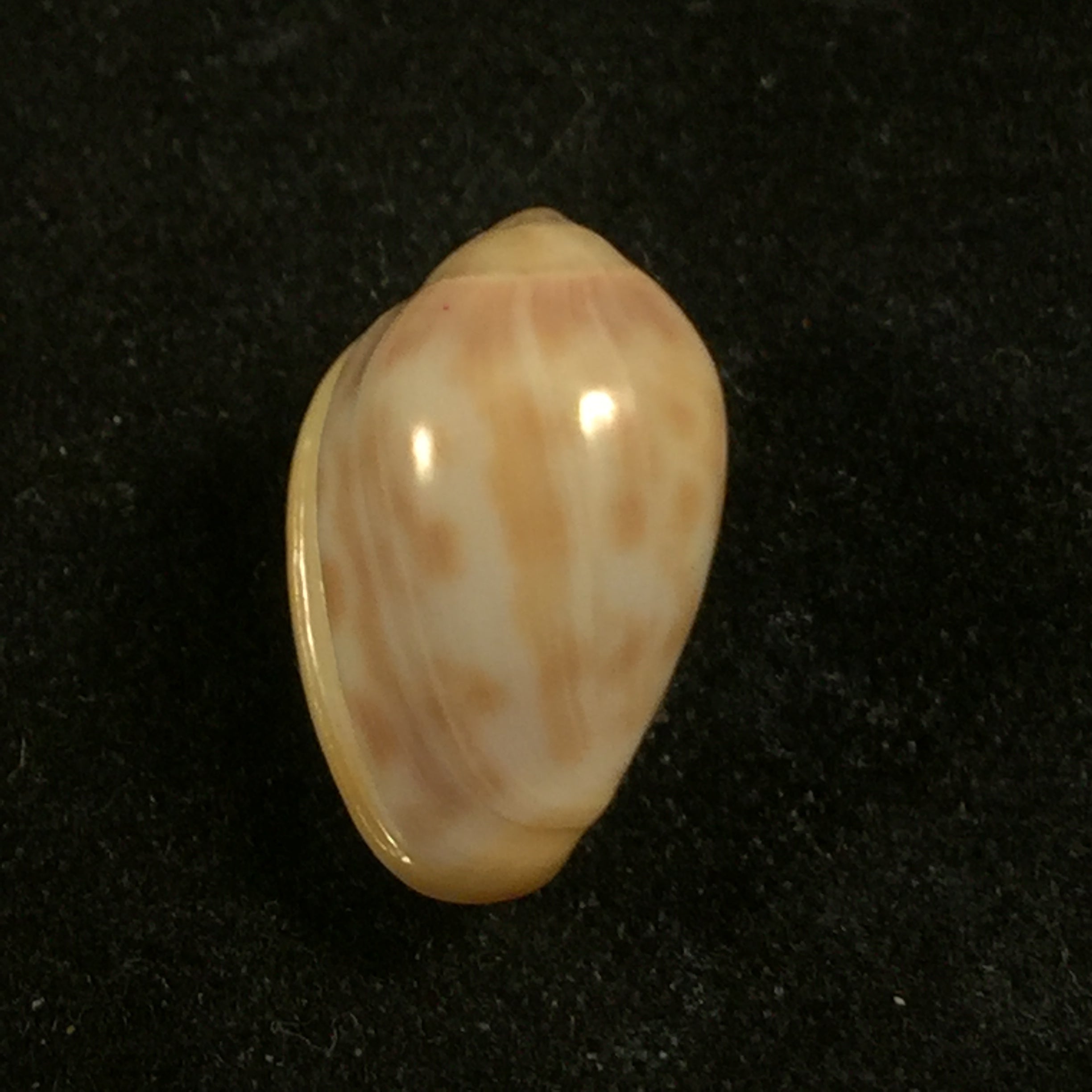 Prunum fulminatum (Kiener, 1841) - 14,2mm
