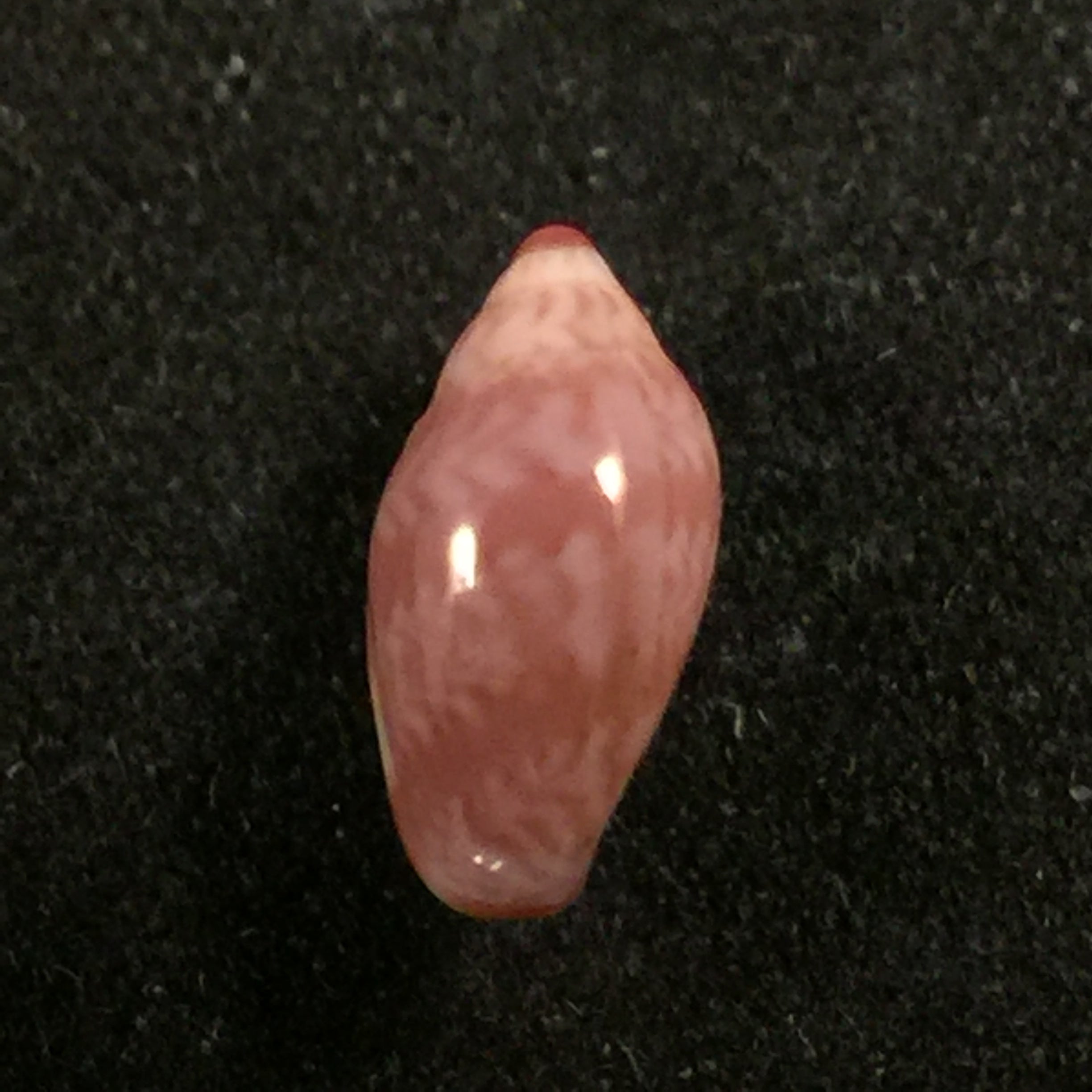 Marginella purpurea Cossignani, 2006 - 10mm