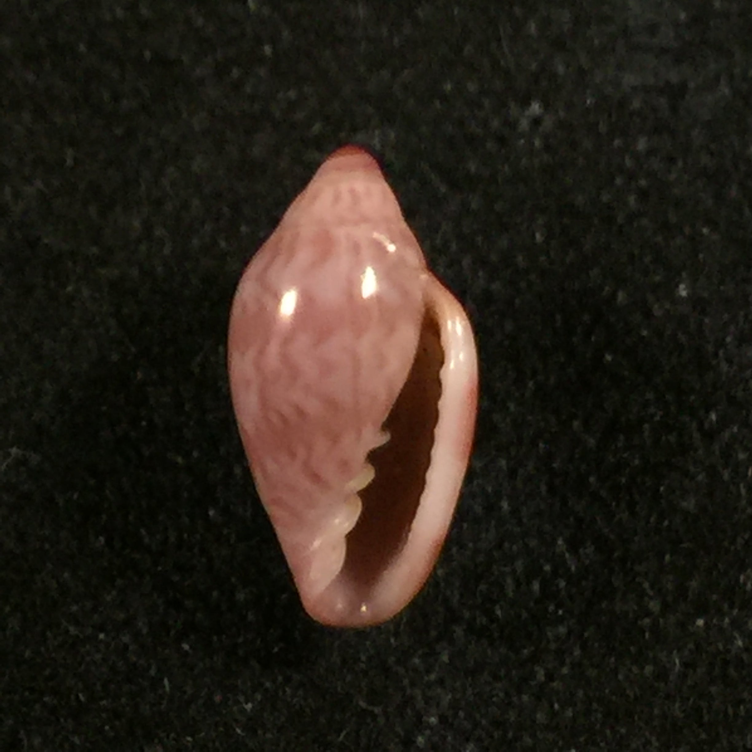 Marginella purpurea Cossignani, 2006 - 10mm
