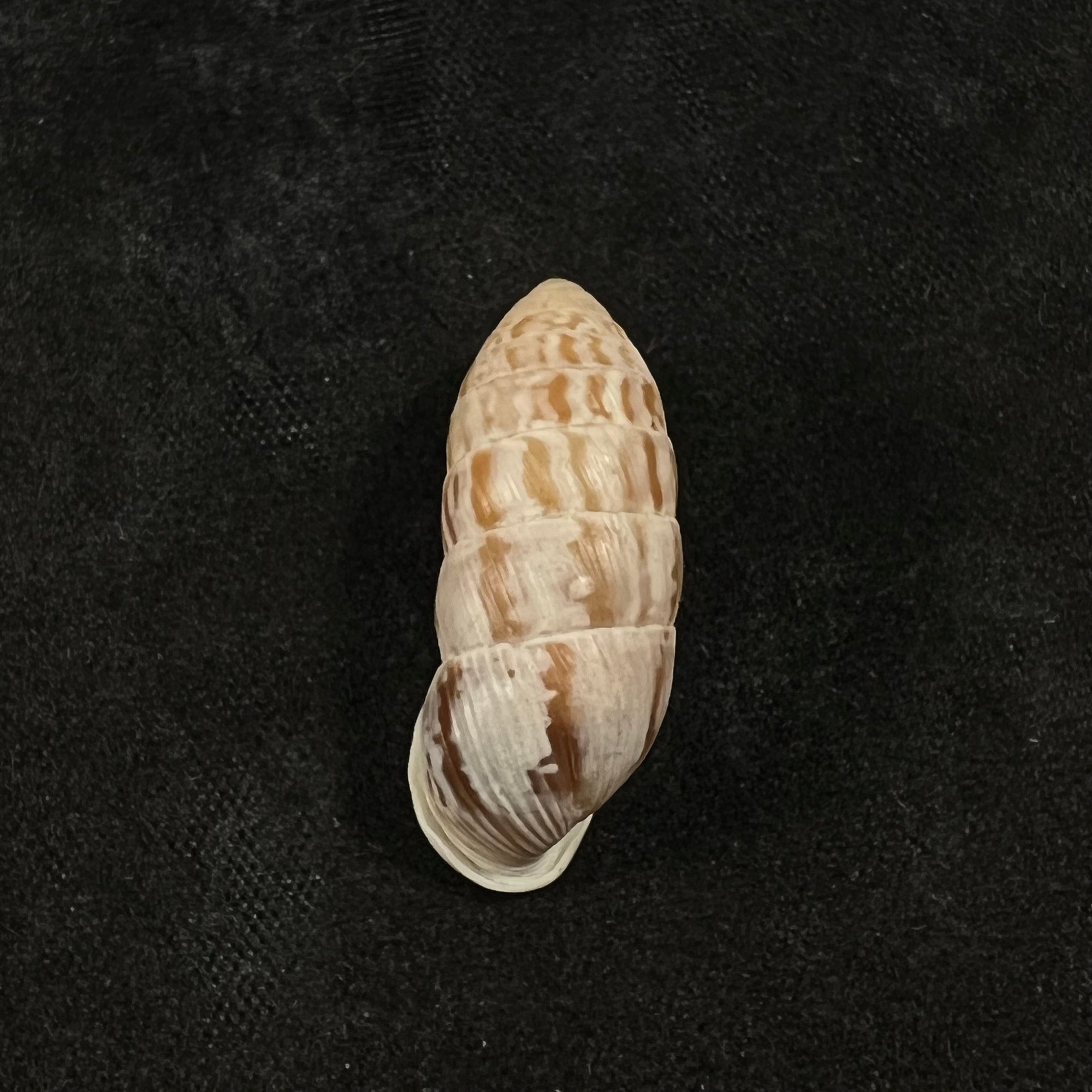 Cerion brunneum Dall,1905年- 25,1毫米