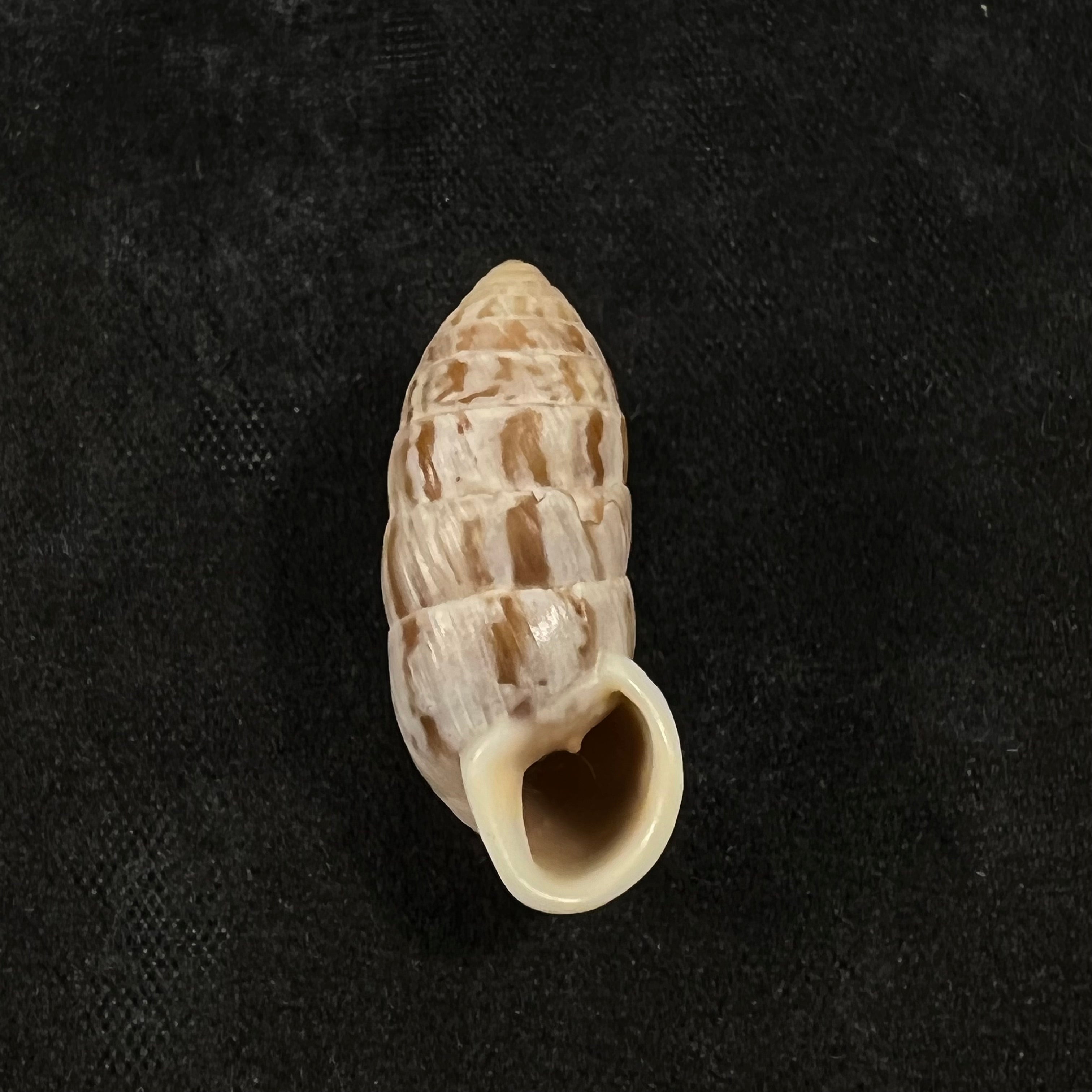 Cerion brunneum Dall,1905年- 25,1毫米