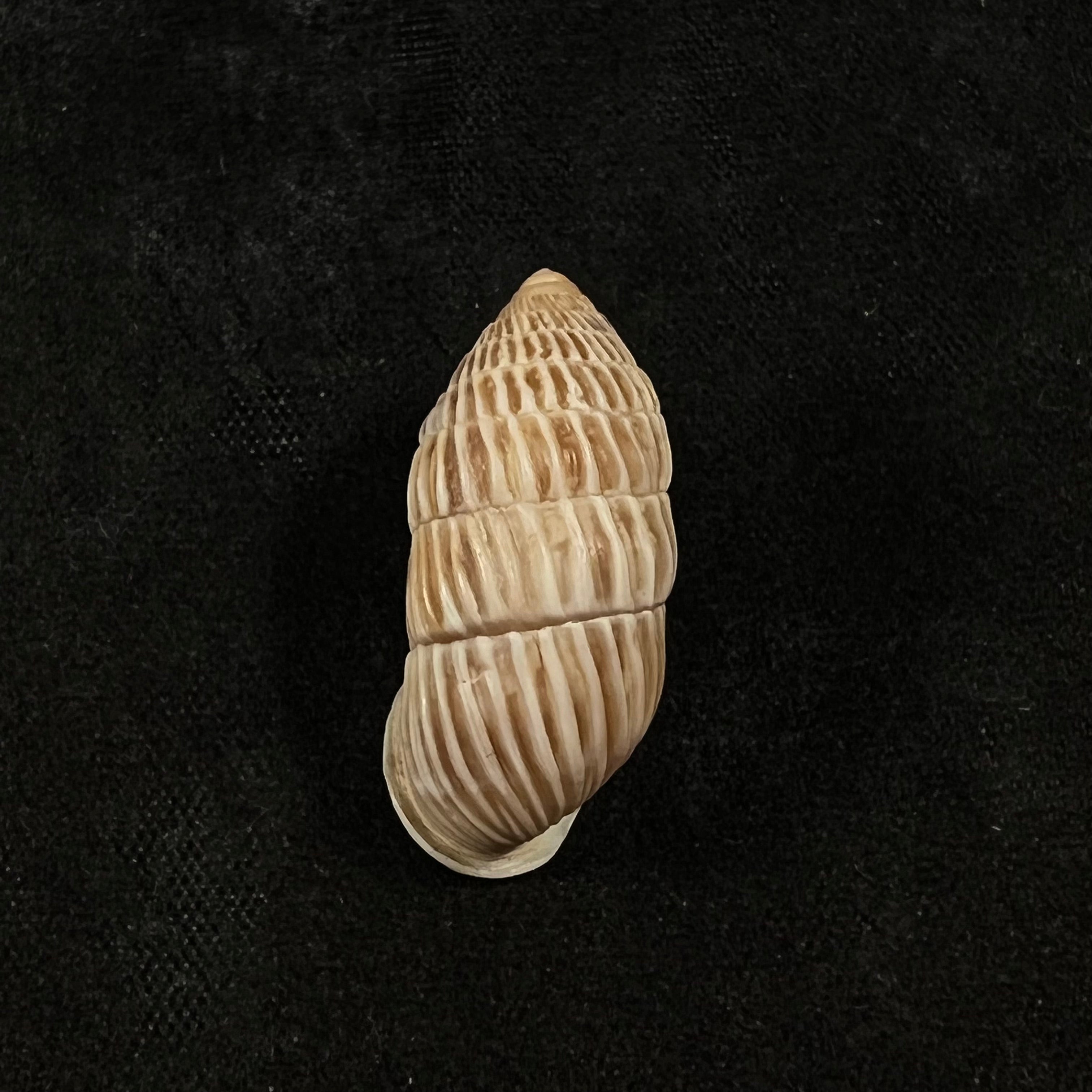 Cerion liliorum Clench, 1938 - 24,2mm
