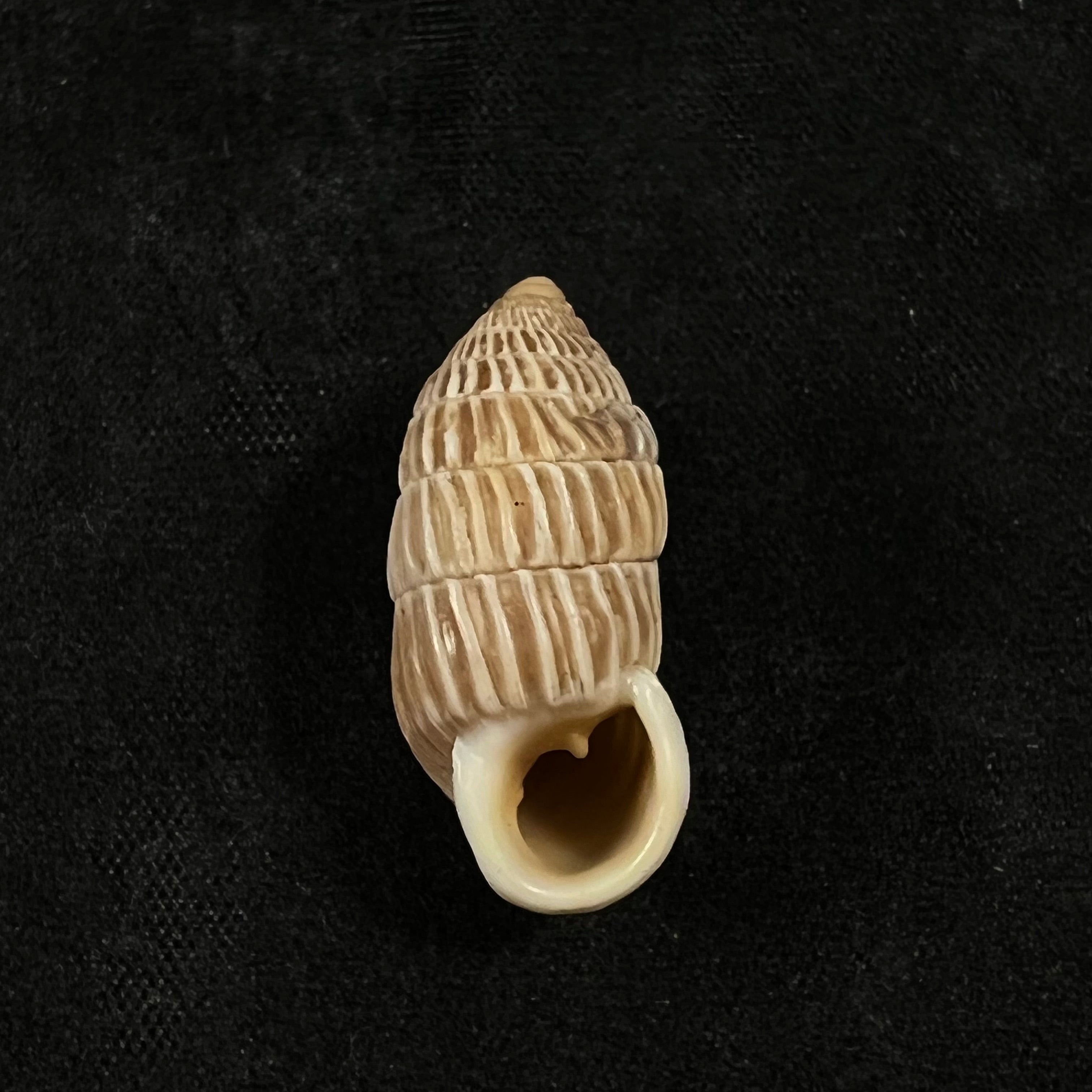 Cerion liliorum Clench, 1938 - 24,2mm