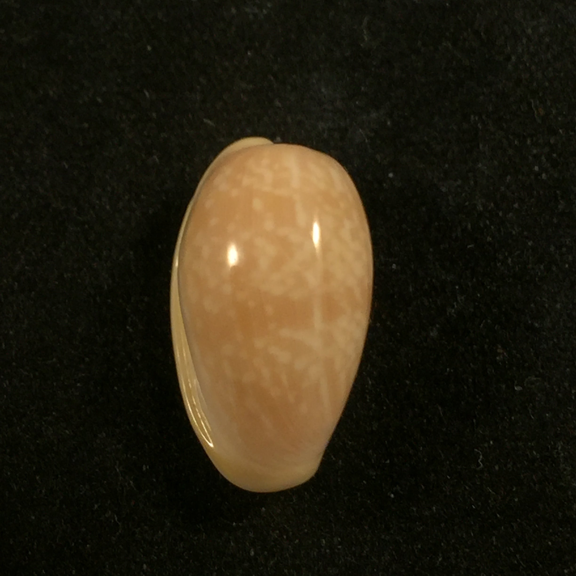 Bullata largillieri (Kiener, 1841) - 16,2mm