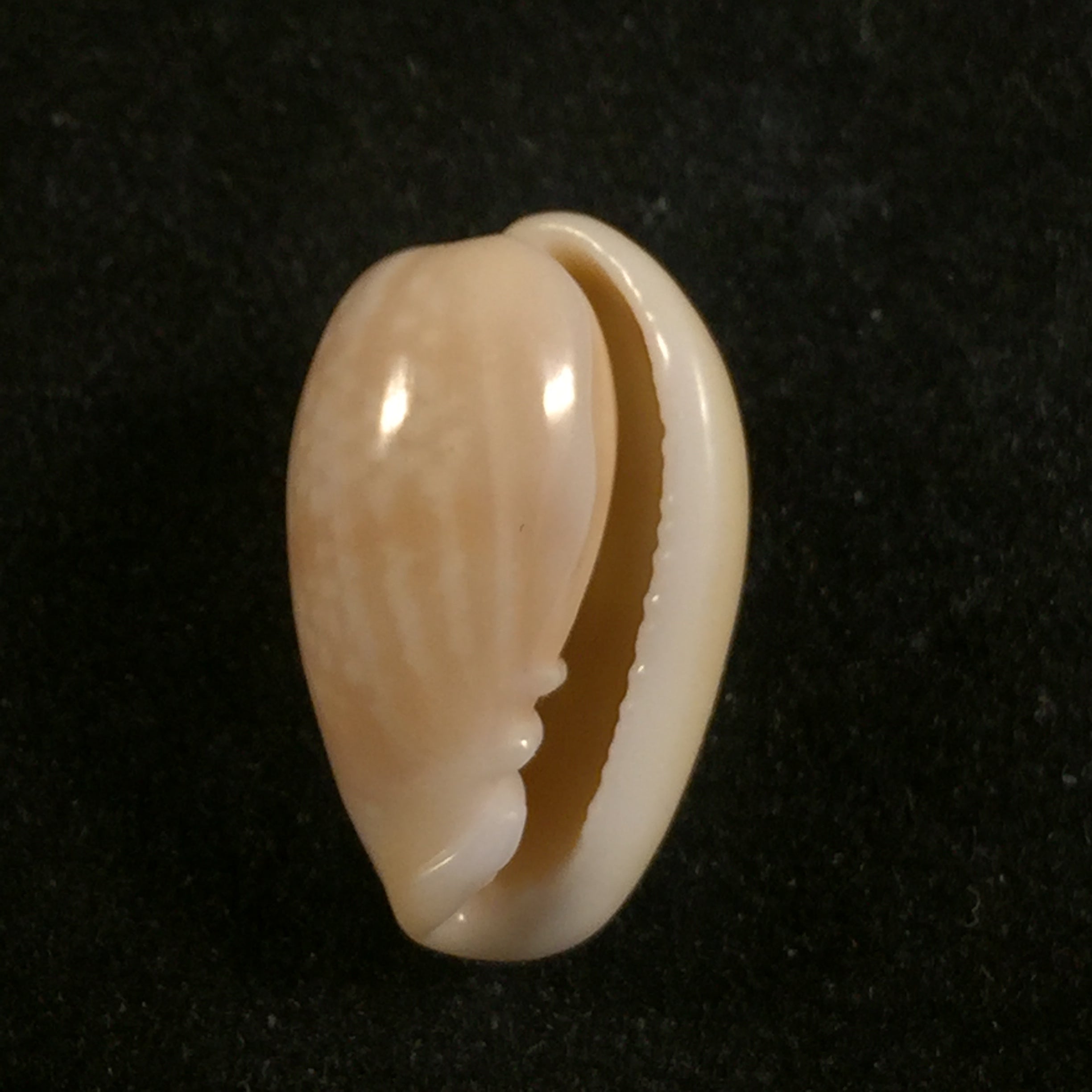 Bullata largillieri (Kiener, 1841) - 16,2mm