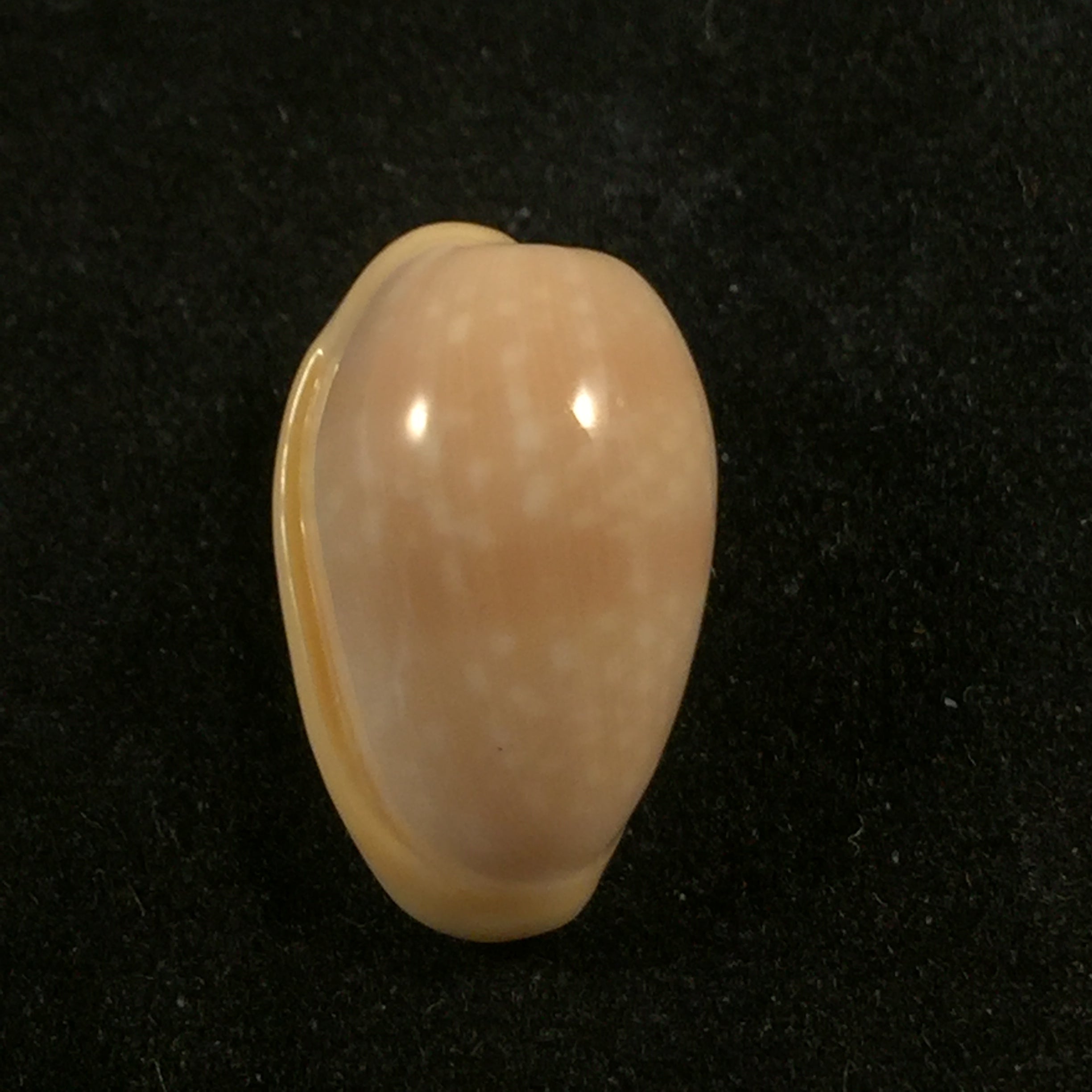 Bullata largillieri (基纳, 1841) - 16,3mm