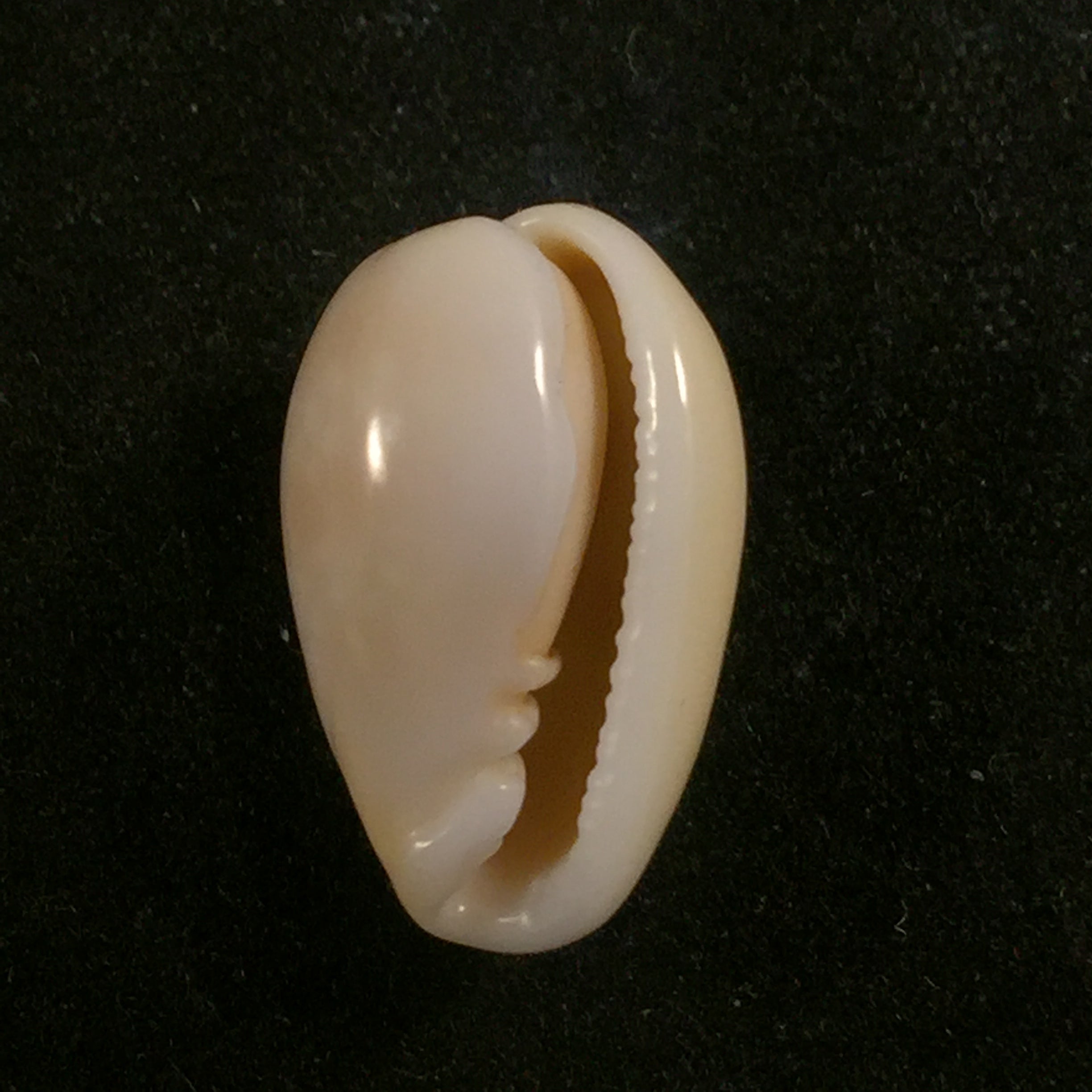 Bullata largillieri (基纳, 1841) - 16,3mm