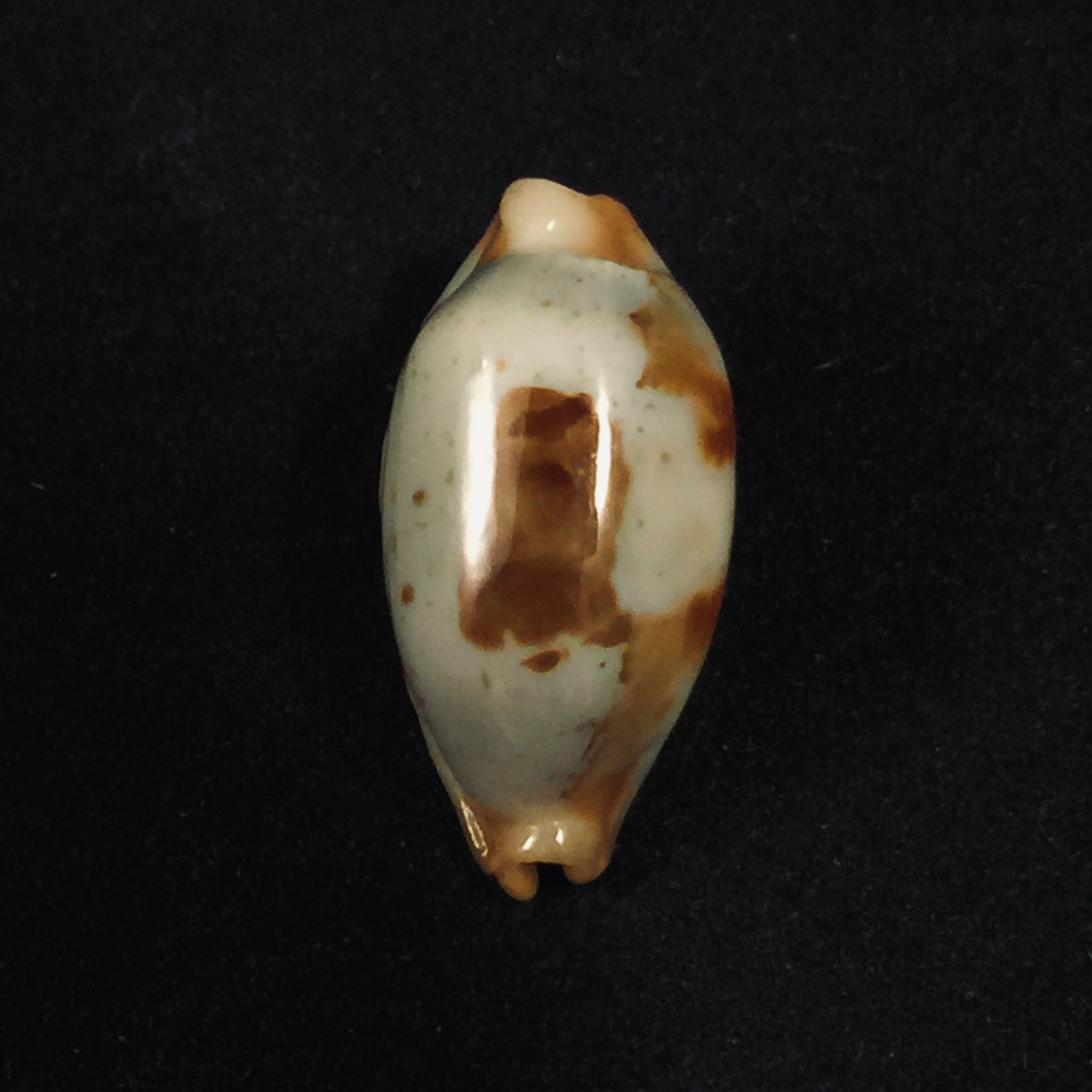 Bistolida stolida aureliae T. Cossignani, 2017 - 25,1mm