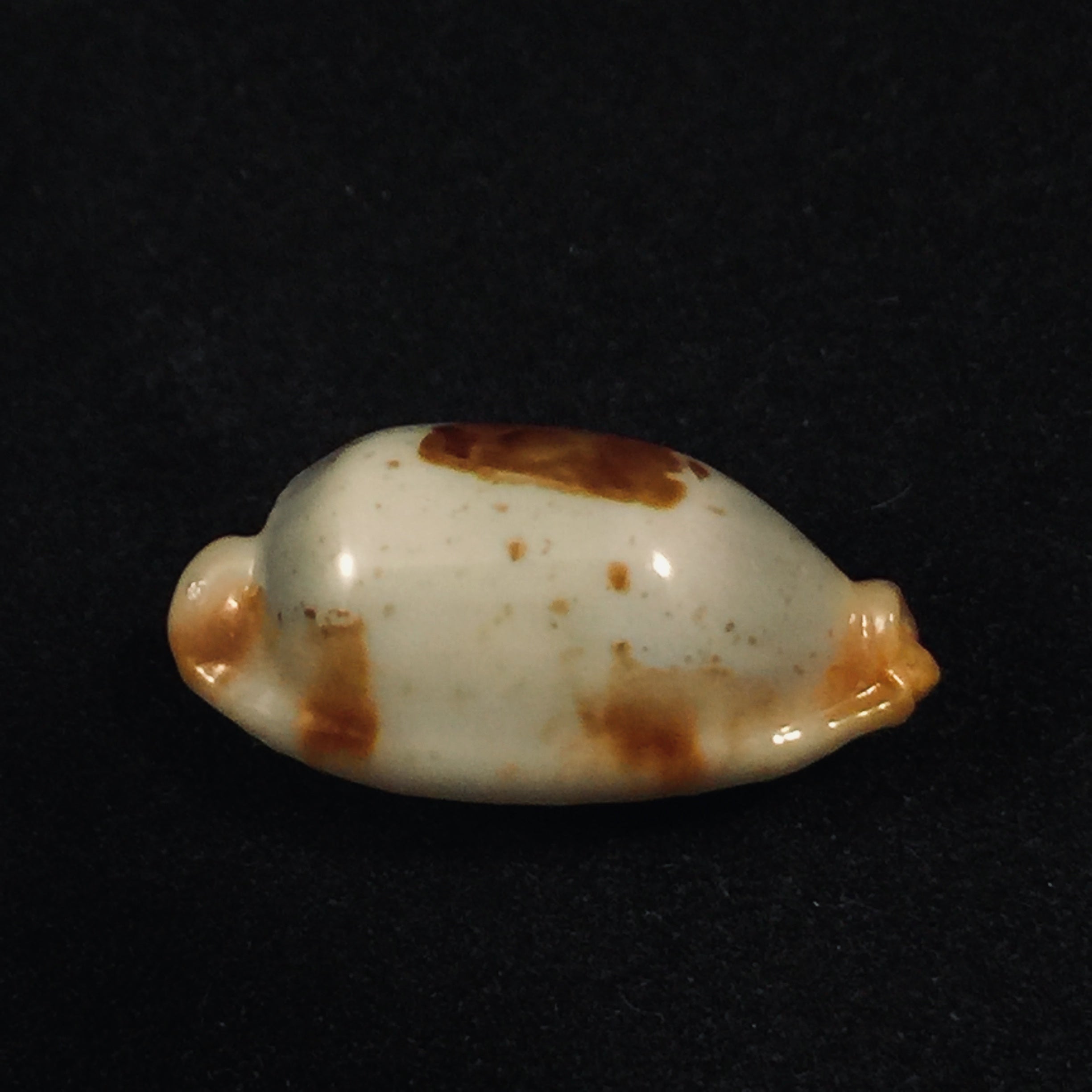 Bistolida stolida aureliae T. Cossignani, 2017 - 25,1mm