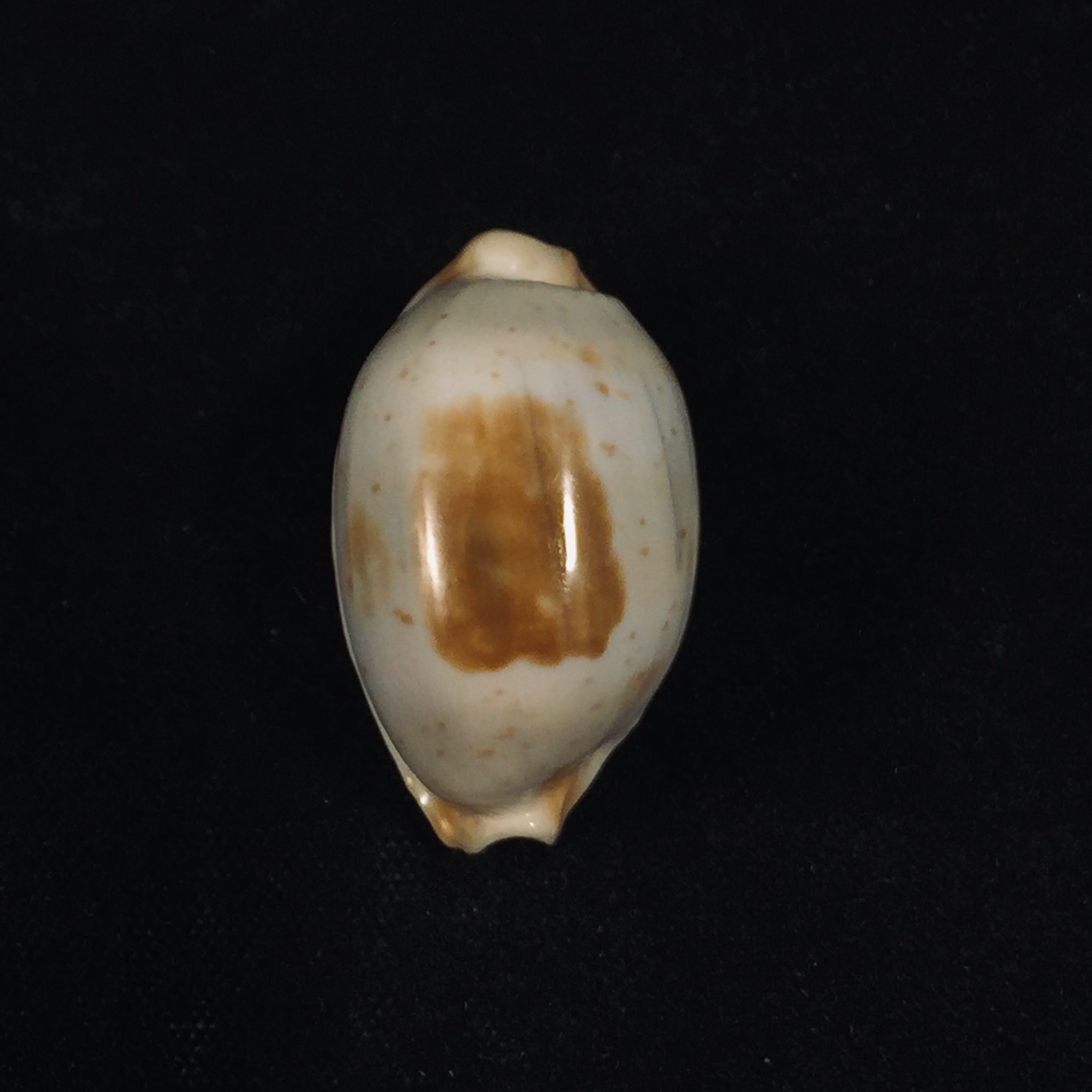 Bistolida brevidentata fluctuans (Iredale, 1935) - 25,7mm
