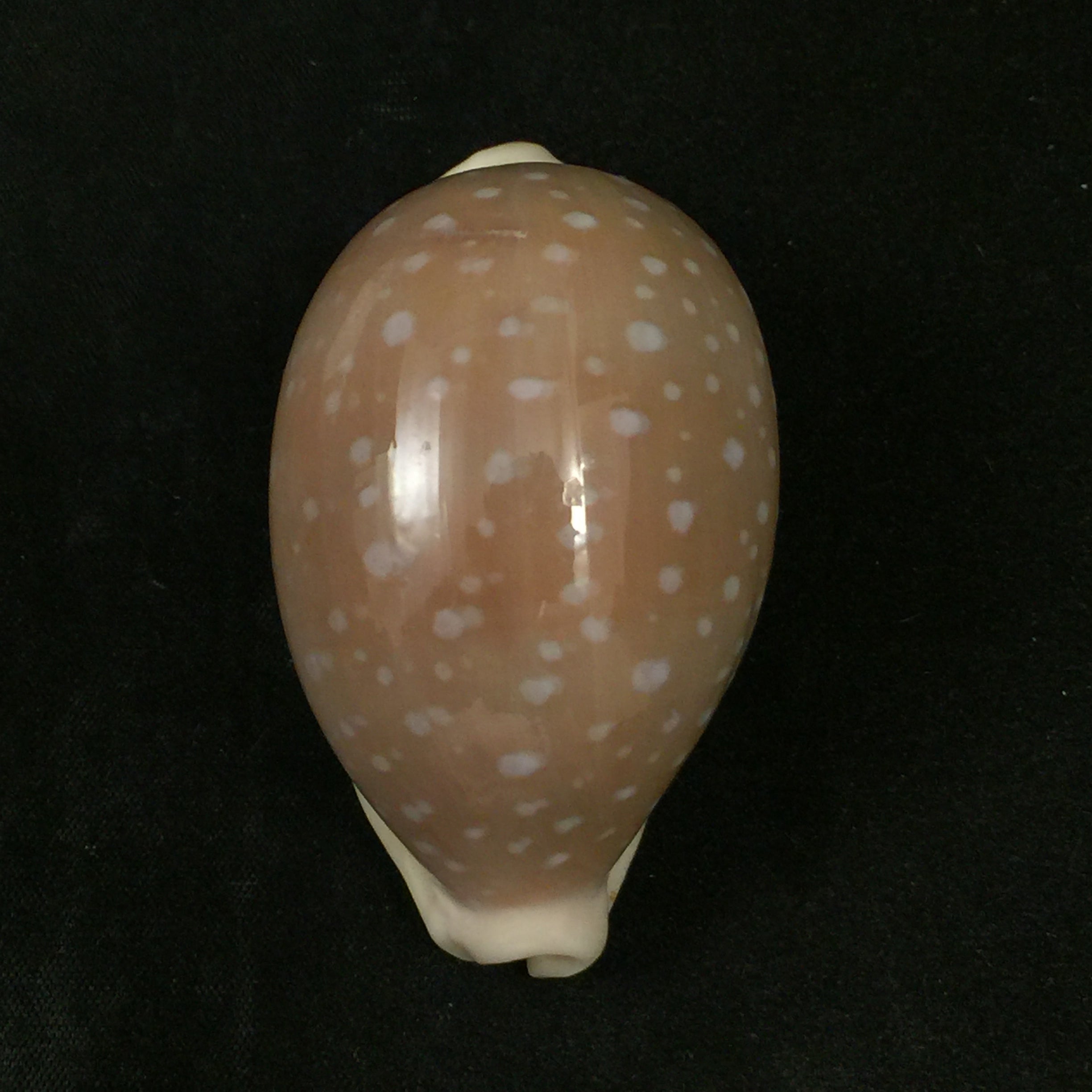 Lyncina camelopardalis gadotti Wuyts & Kruyniers, 1973 - 61,2mm