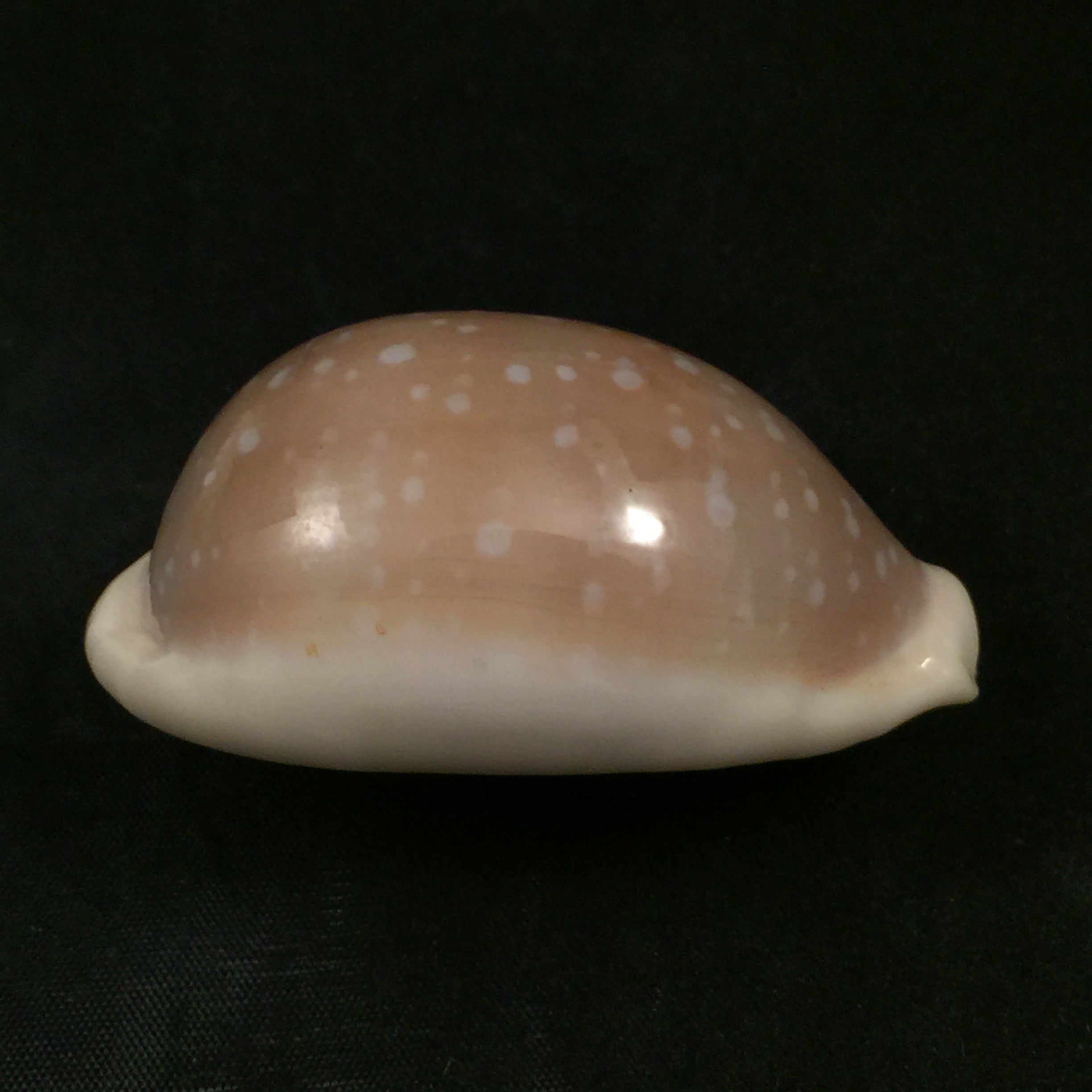 Lyncina camelopardalis gadotti Wuyts & Kruyniers, 1973 - 61,2mm