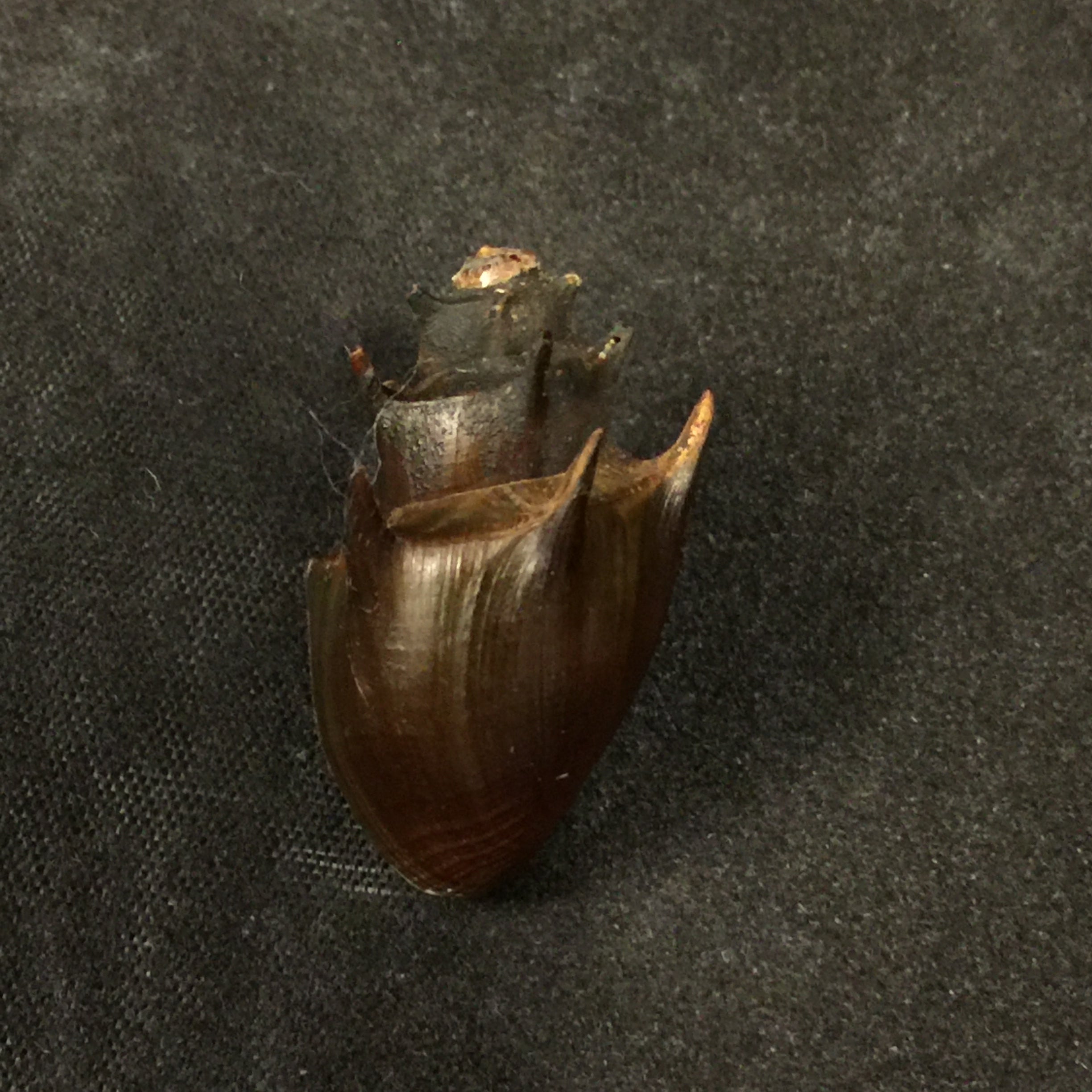 蒂亚拉·沃阿米卡·布尔吉纳 (Thiara vouamica Bourguignat),1890 年 - 28,3mm