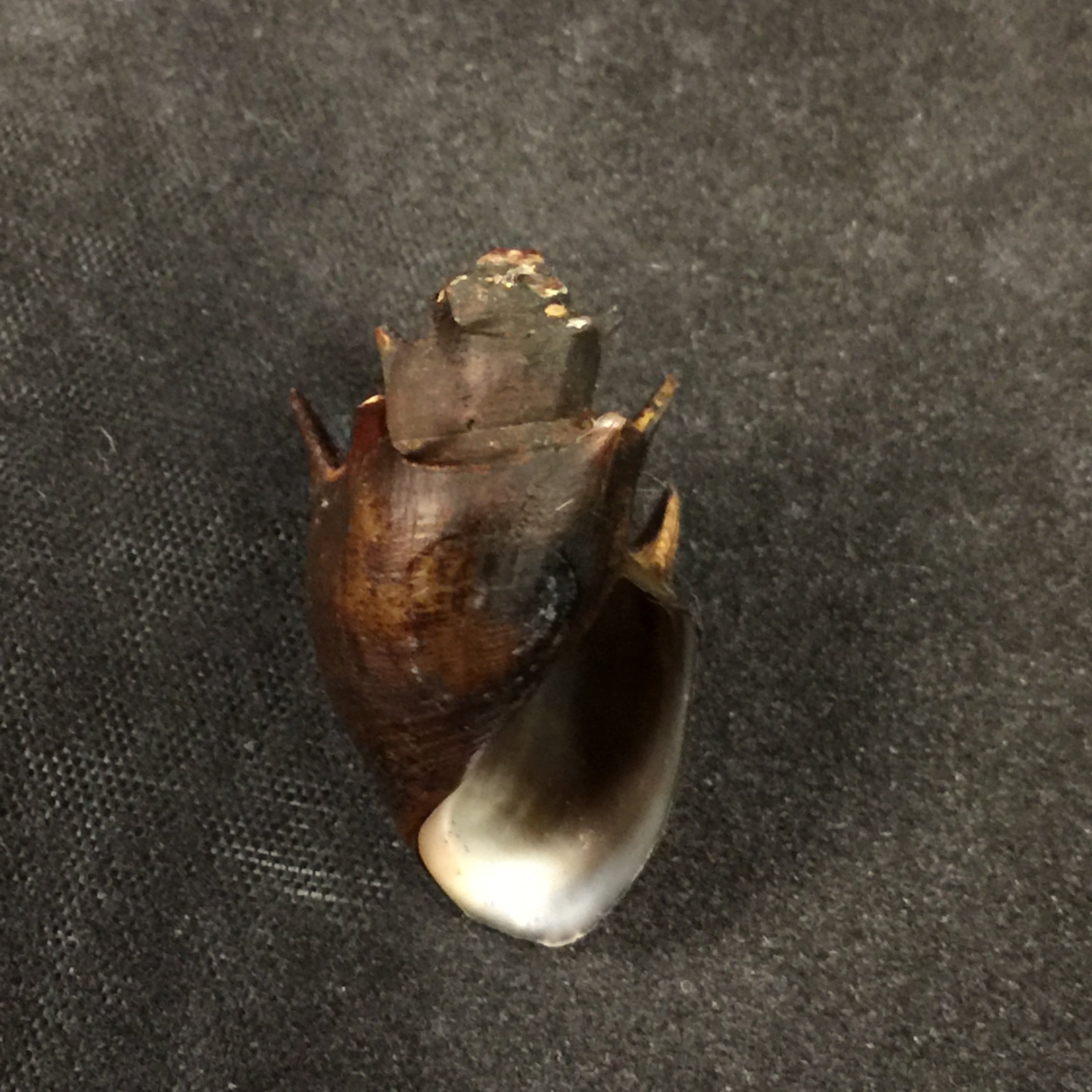 蒂亚拉·沃阿米卡·布尔吉纳 (Thiara vouamica Bourguignat),1890 年 - 28,3mm