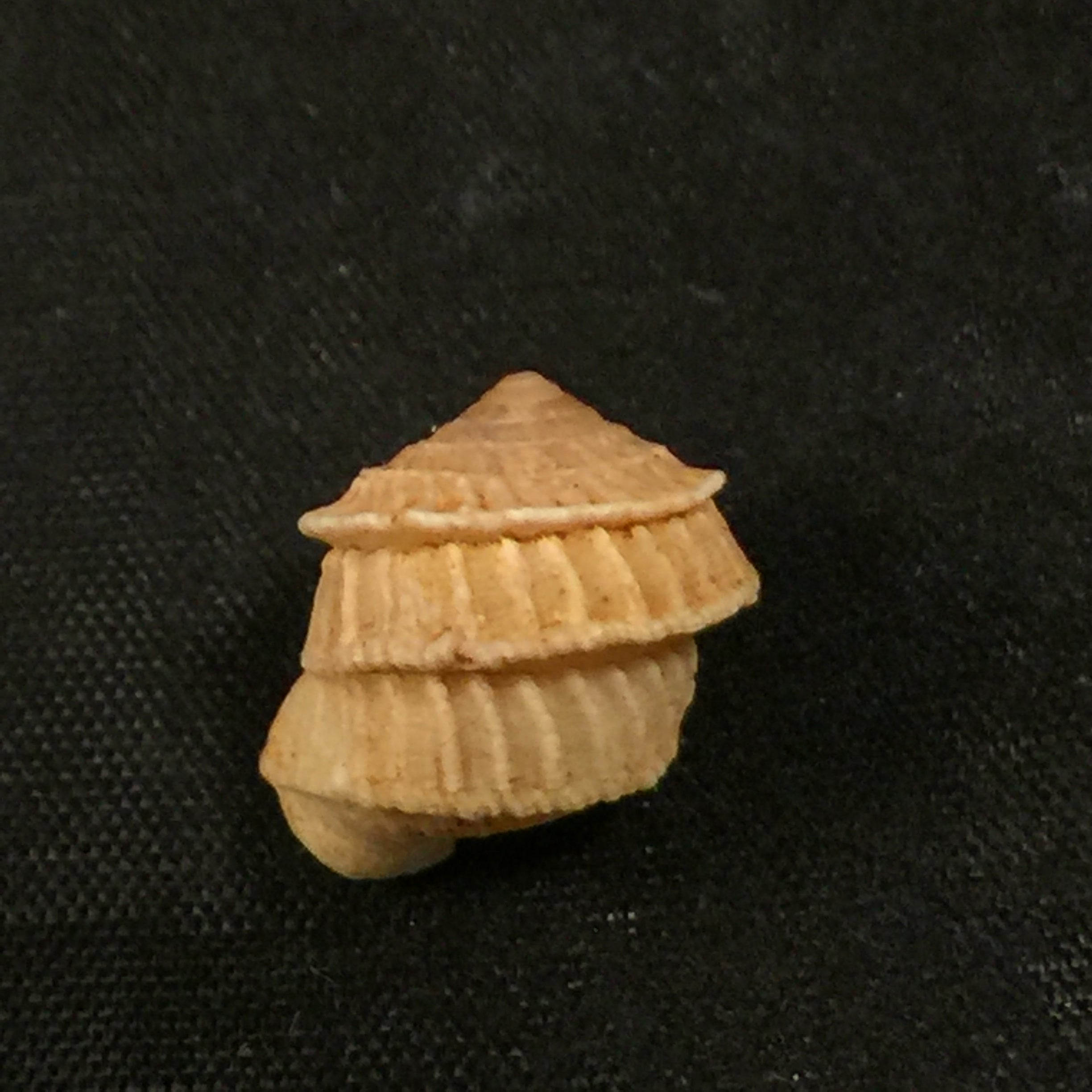 Cerion disforme nodali Clench & Aguayo, 1946 - 14,6mm