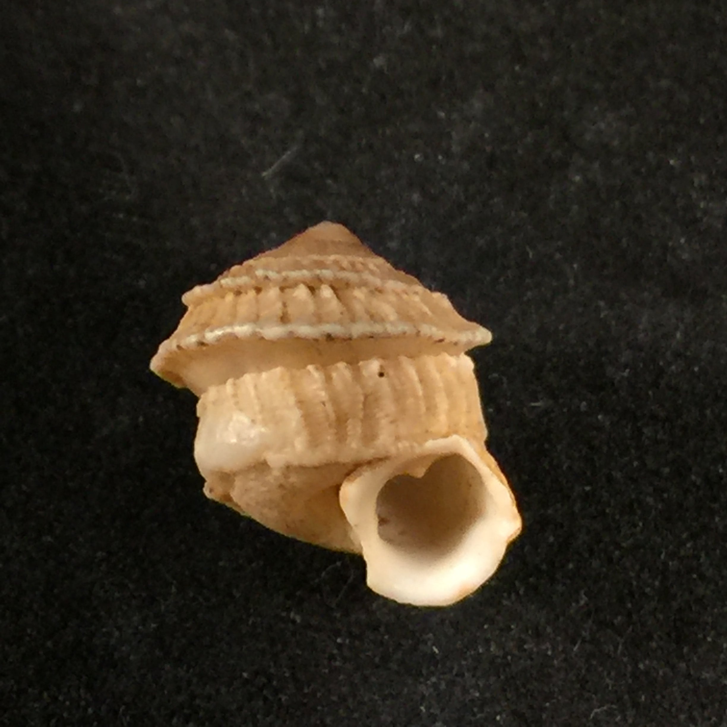 Cerion disforme nodali Clench & Aguayo, 1946 - 14,6mm