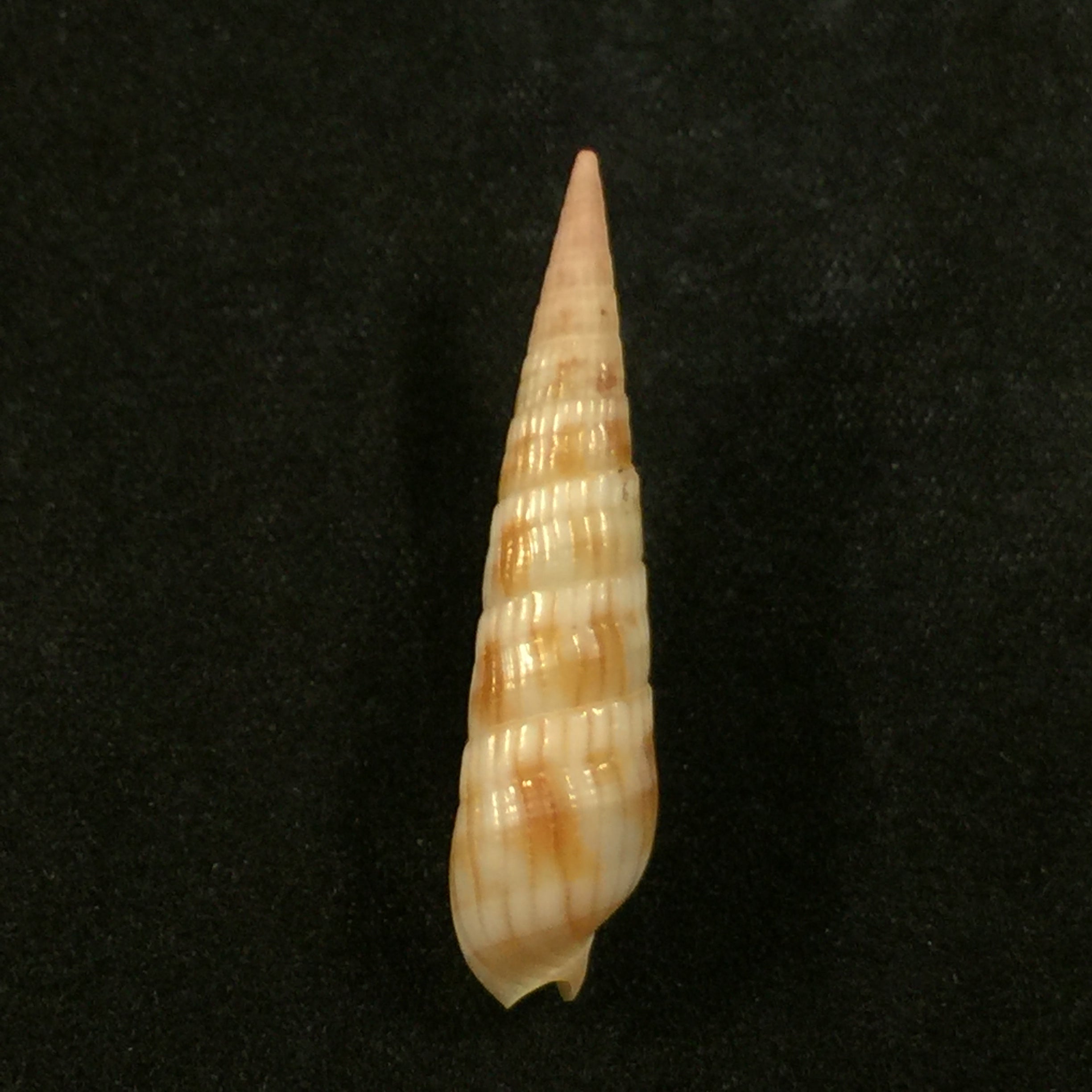 Myurella affinis (JE Gray, 1834) - 35,5mm