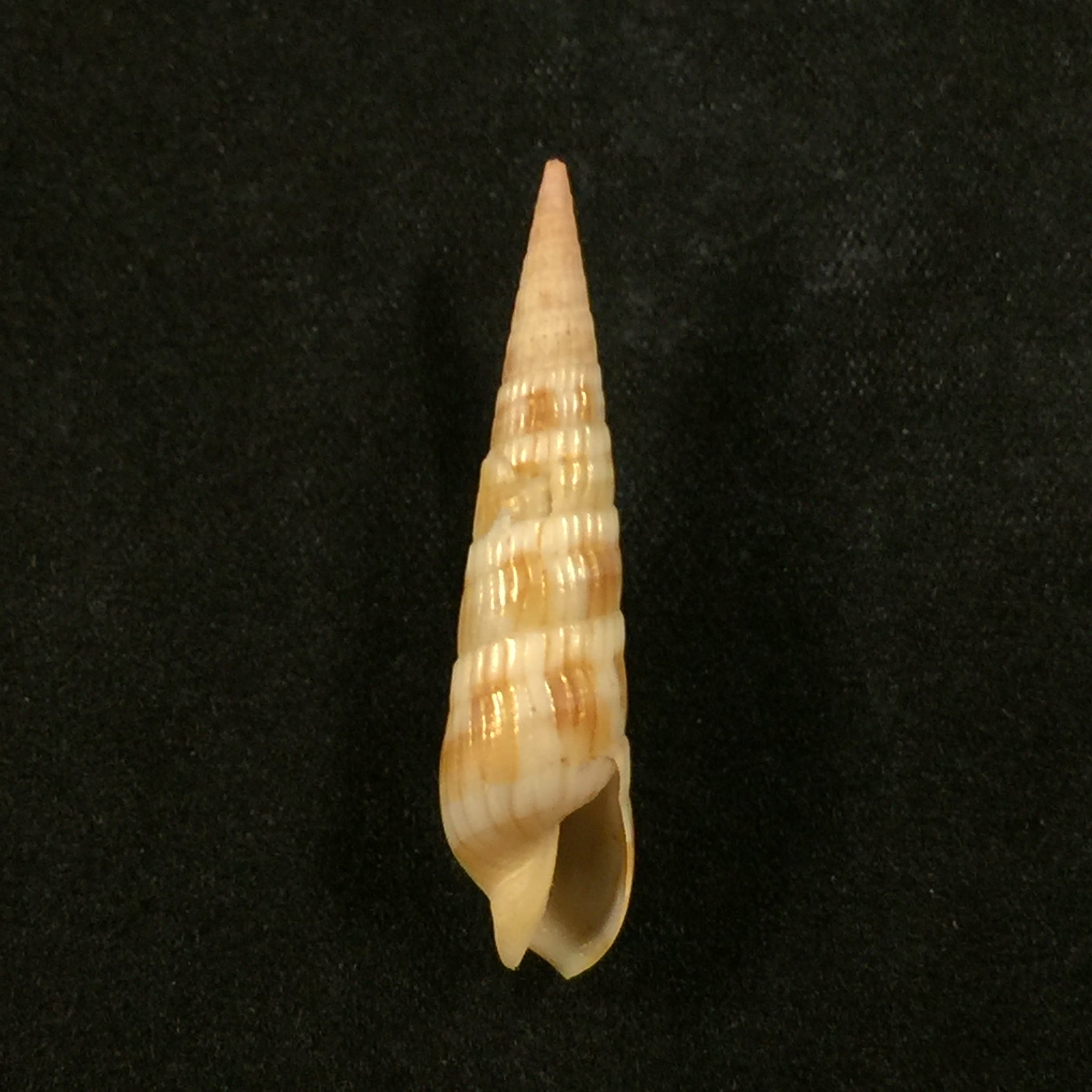 Myurella affinis (JE Gray, 1834) - 35,5mm