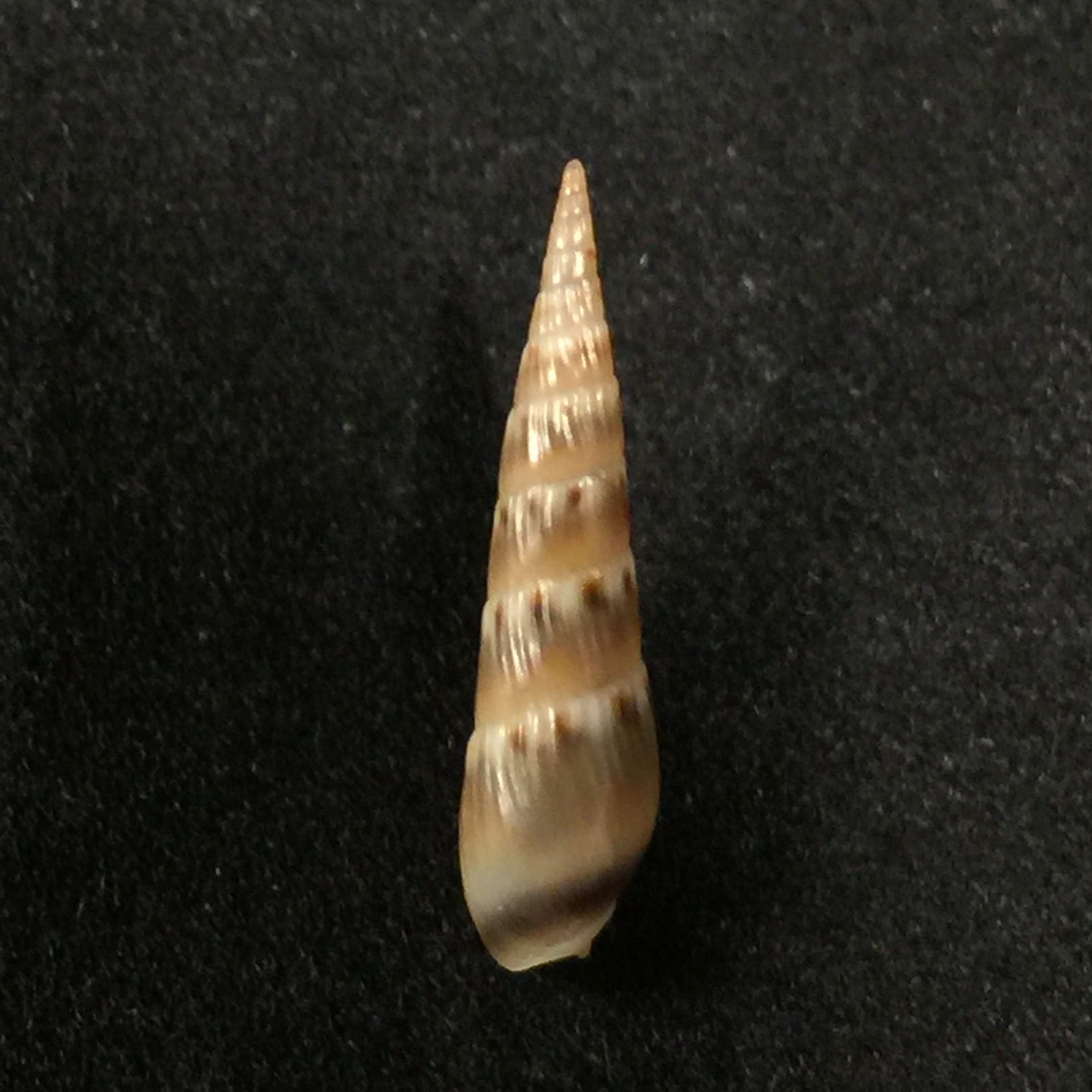 Hastula imitatrix(K.Auffenberg & HG Lee, 1988)- 18,2毫米