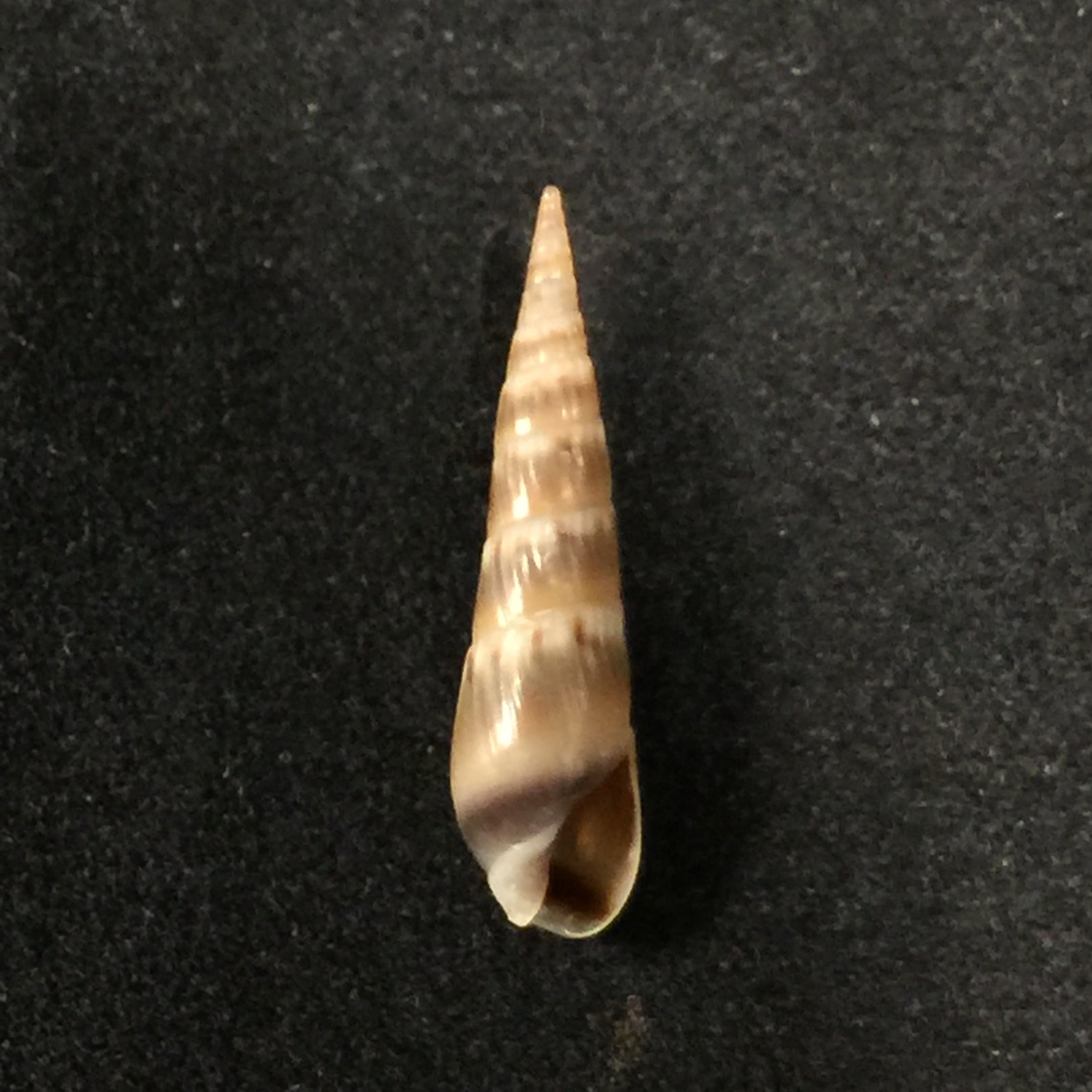 Hastula imitatrix(K.Auffenberg & HG Lee, 1988)- 18,2毫米