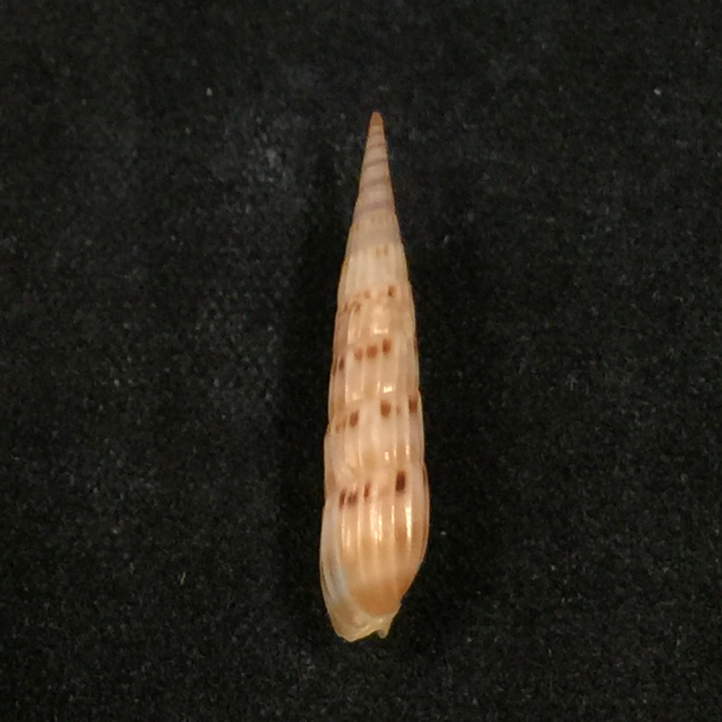 Hastula lepida (Hinds, 1844) - 21 毫米