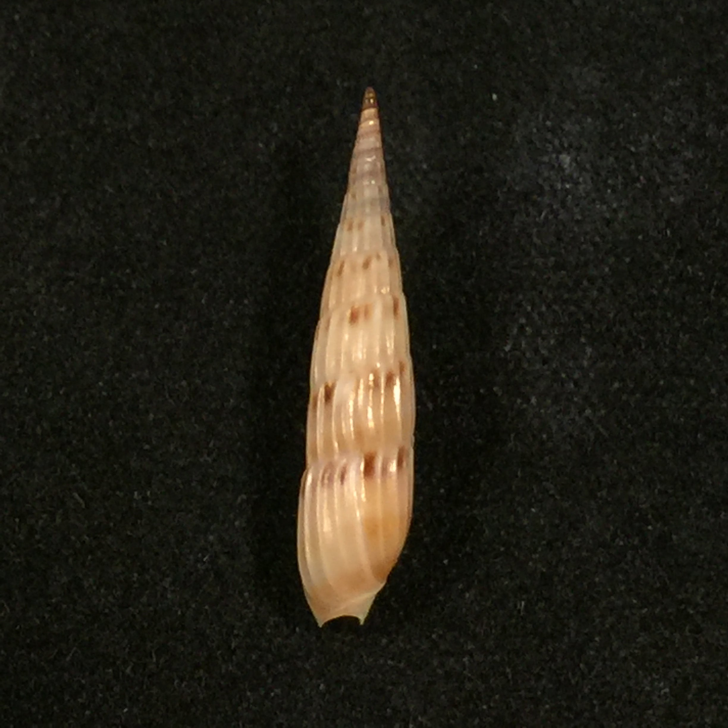 Hastula lepida (Hinds, 1844) - 20,4mm