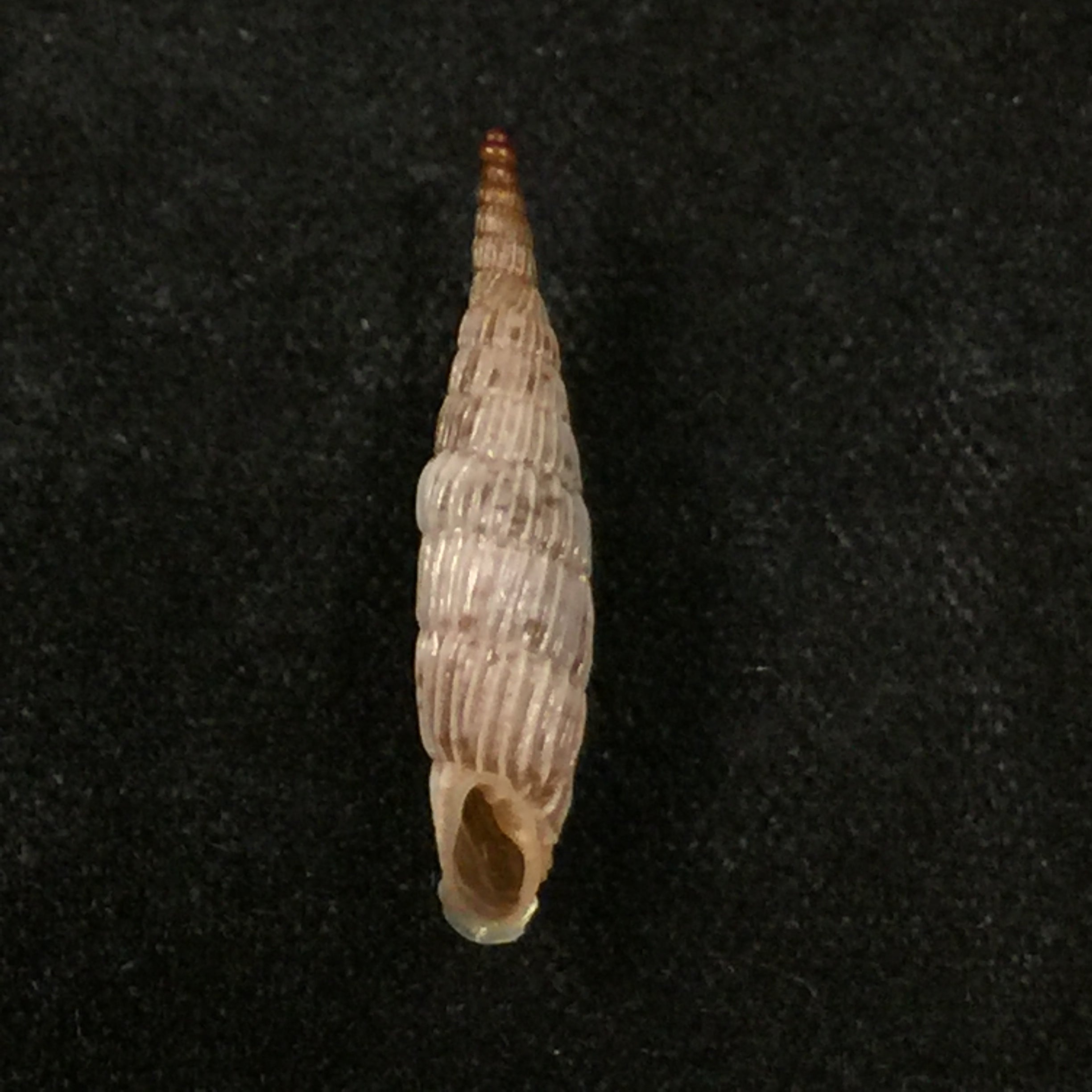 Albinaria praeclara parallifera (O. Boettger, 1878) - 19,5mm