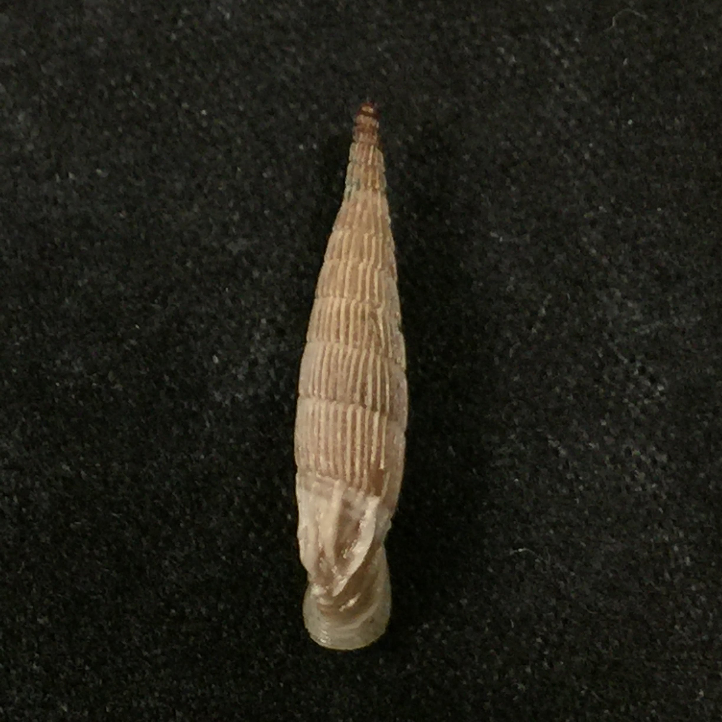 Albinaria praeclara parallifera (O. Boettger, 1878) - 19,5mm