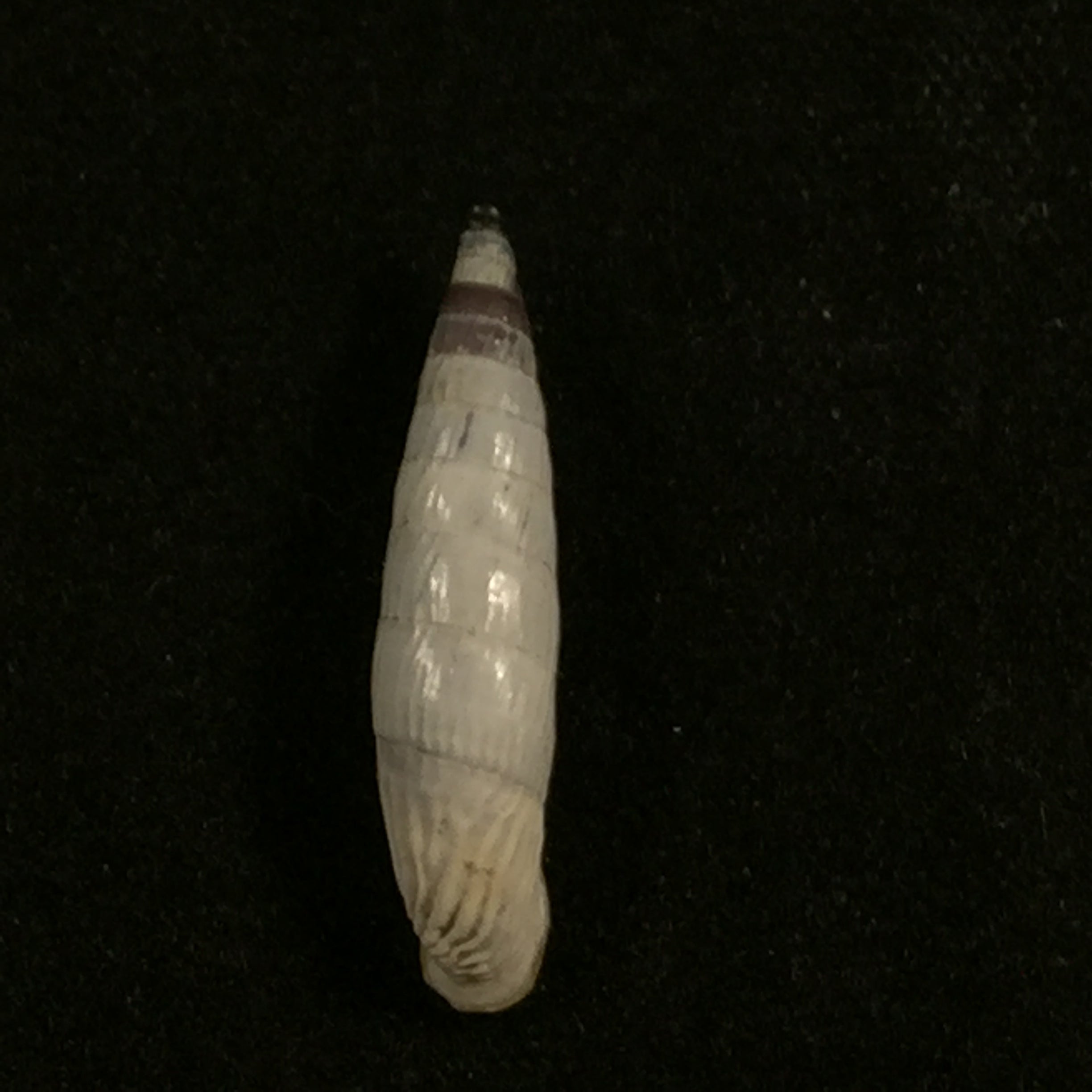 Albinaria teres Nordsiecki Zilch, 1977 - 20,3mm