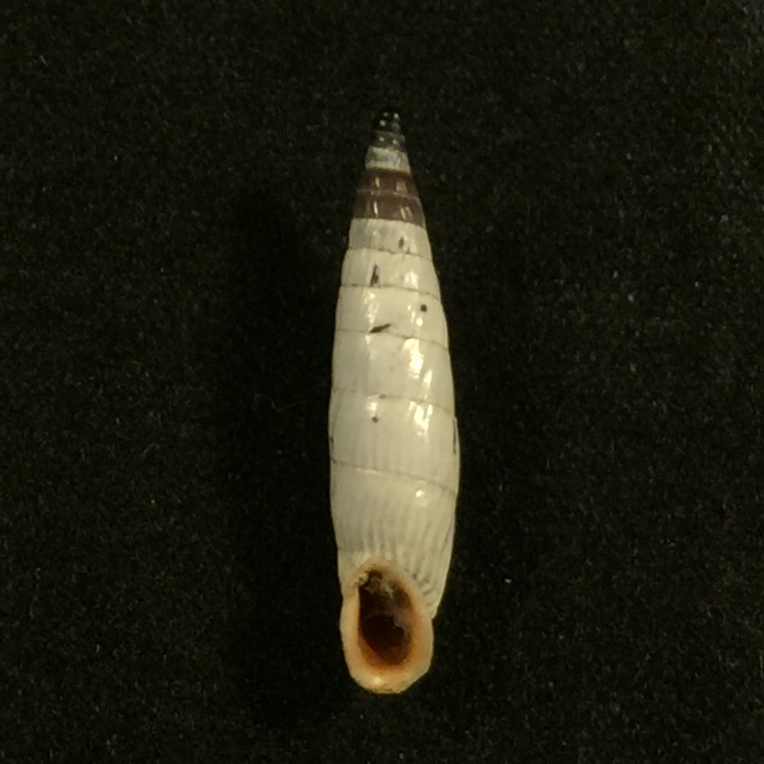 Albinaria teres Nordsiecki Zilch, 1977 - 20,3mm