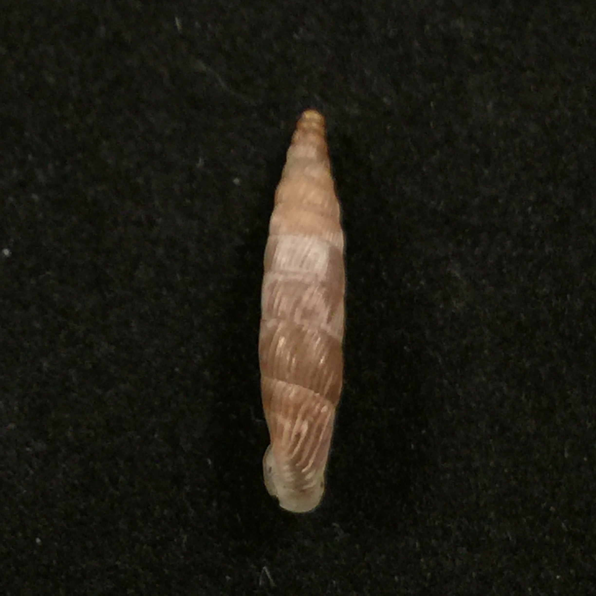 Albinaria cretensisgrabusana (O. Boettger, 1883) - 15,5mm