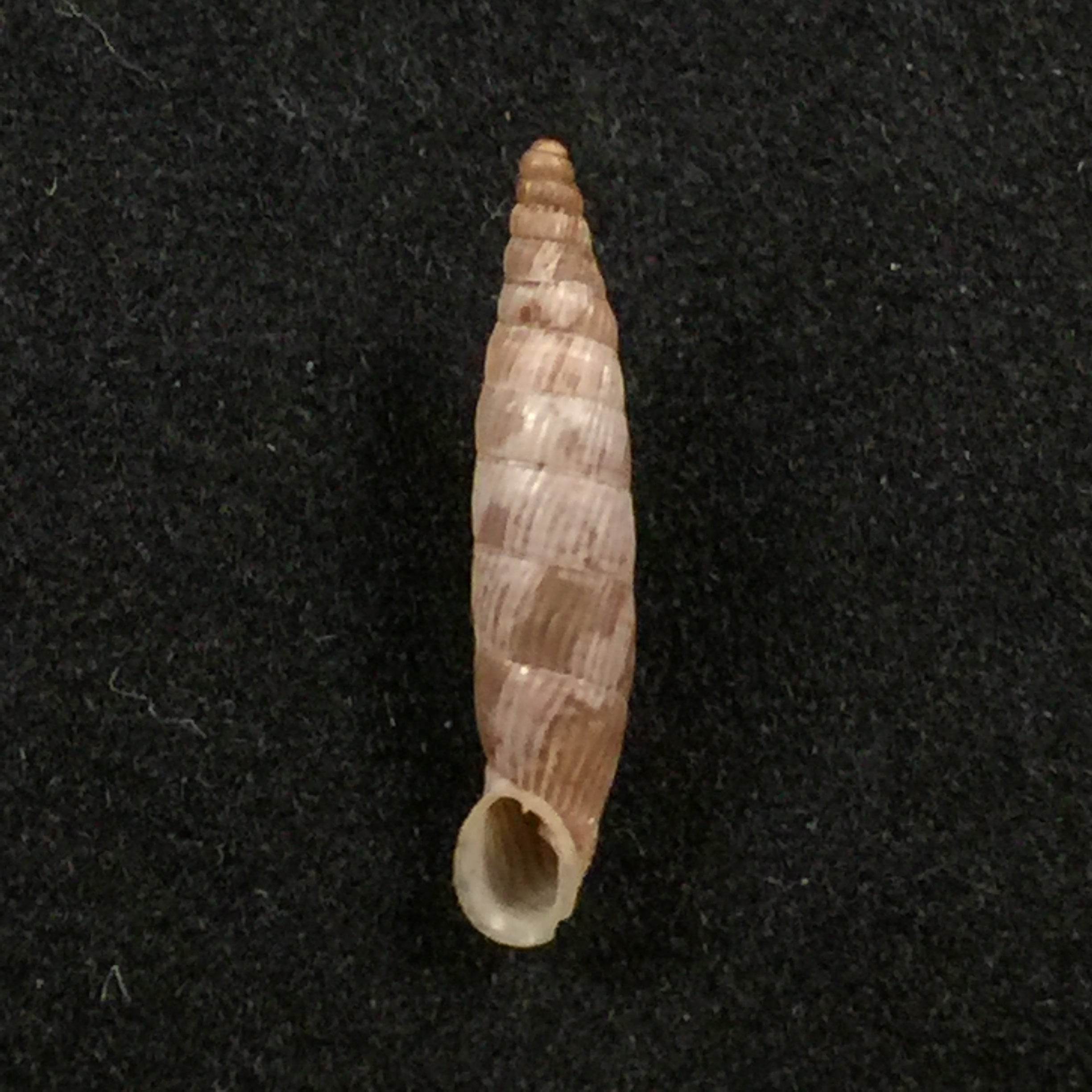 Albinaria cretensisgrabusana (O. Boettger, 1883) - 15,5mm