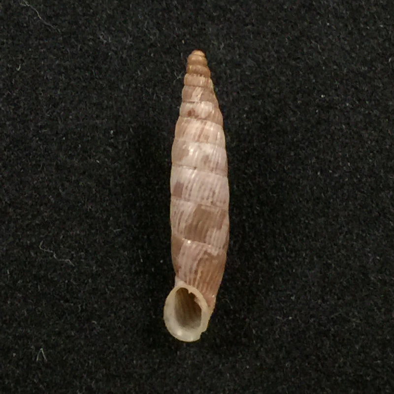 Albinaria cretensis grabusana (O. Boettger, 1883) - 15,5mm