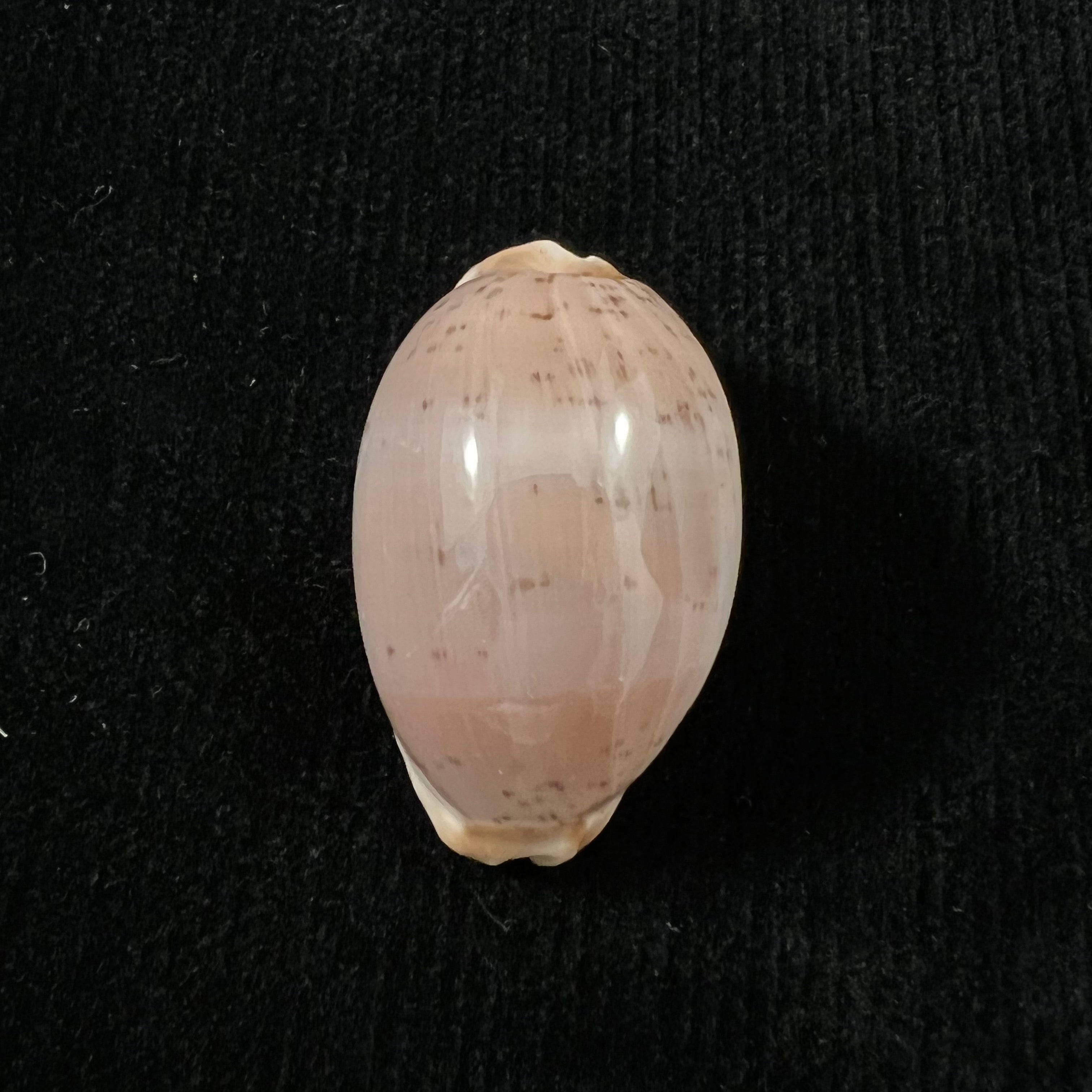 Luria cinerea brasiliensis Lorenz & Hubert, 1993 - 33,8mm