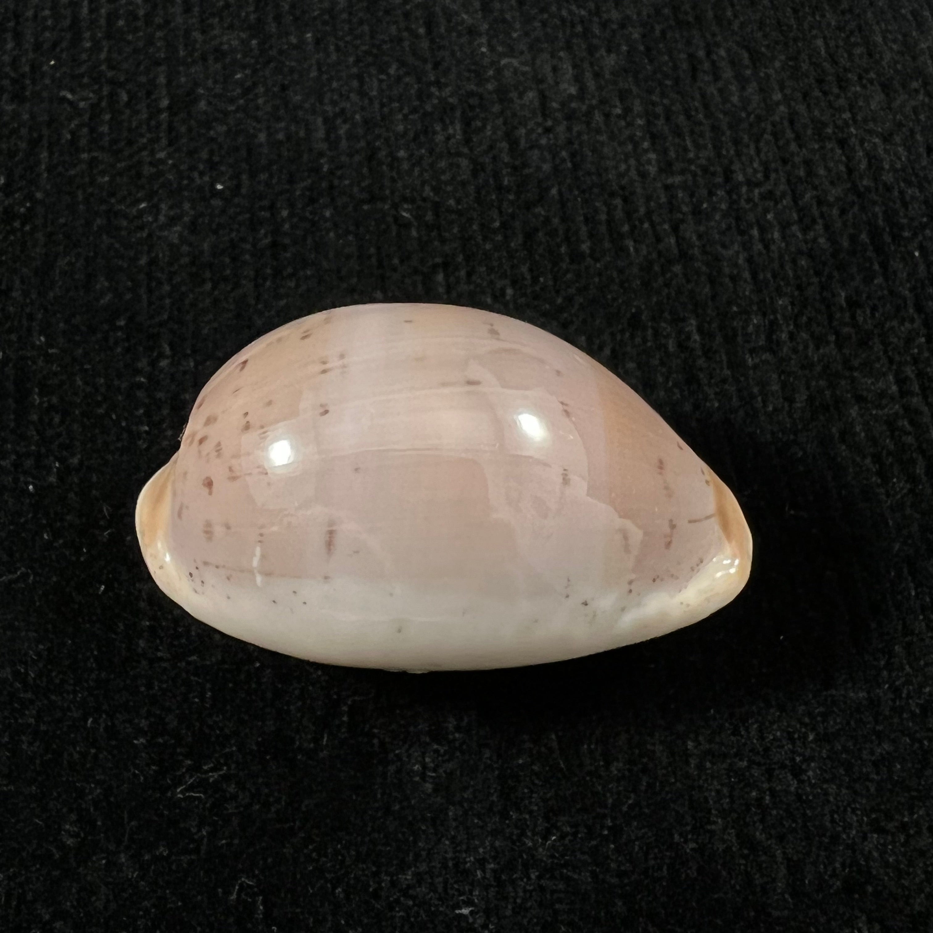 Luria cinerea brasiliensis Lorenz & Hubert, 1993 - 33,8mm