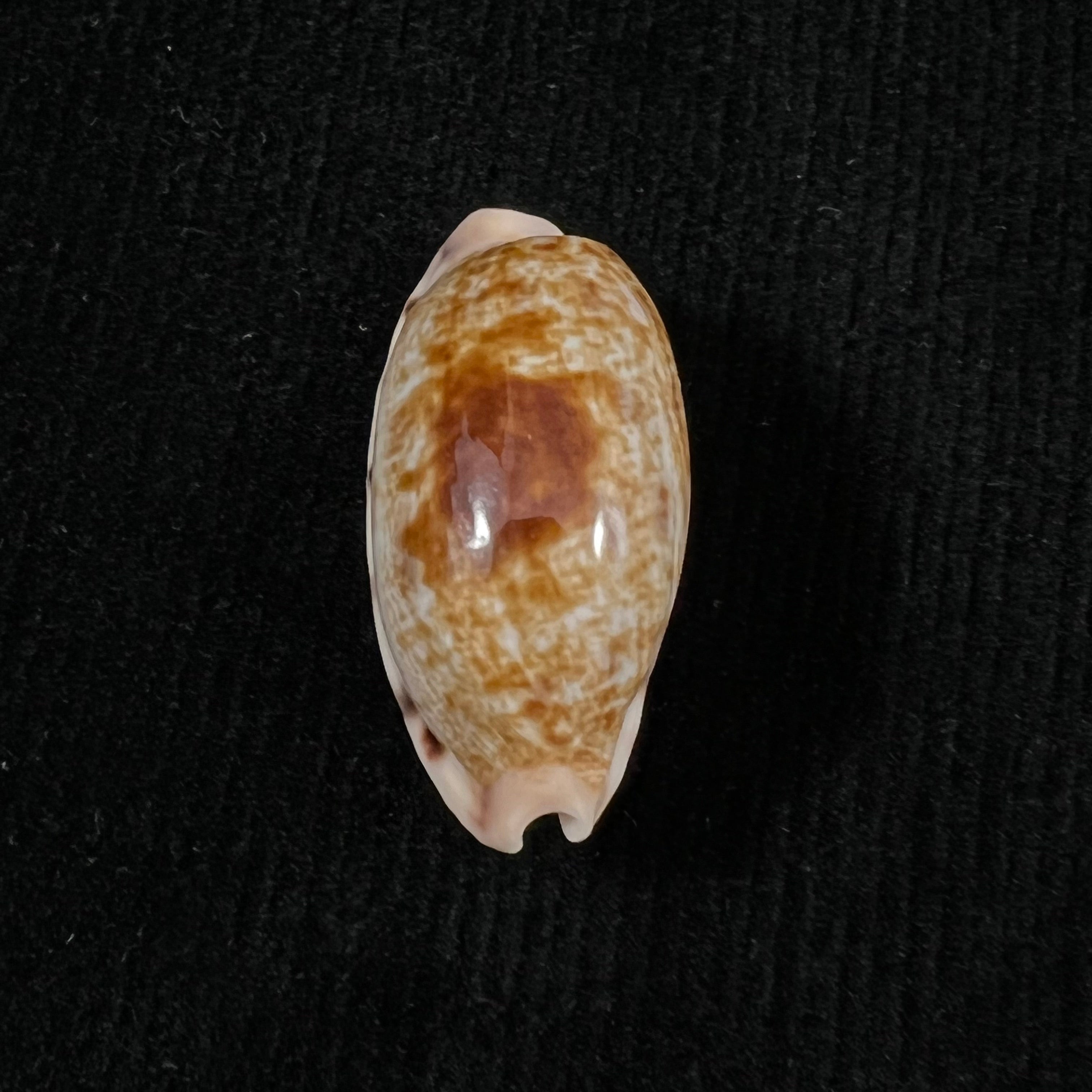 Talostolida pellucens panamensis Lorenz, 2002 - 29,9mm