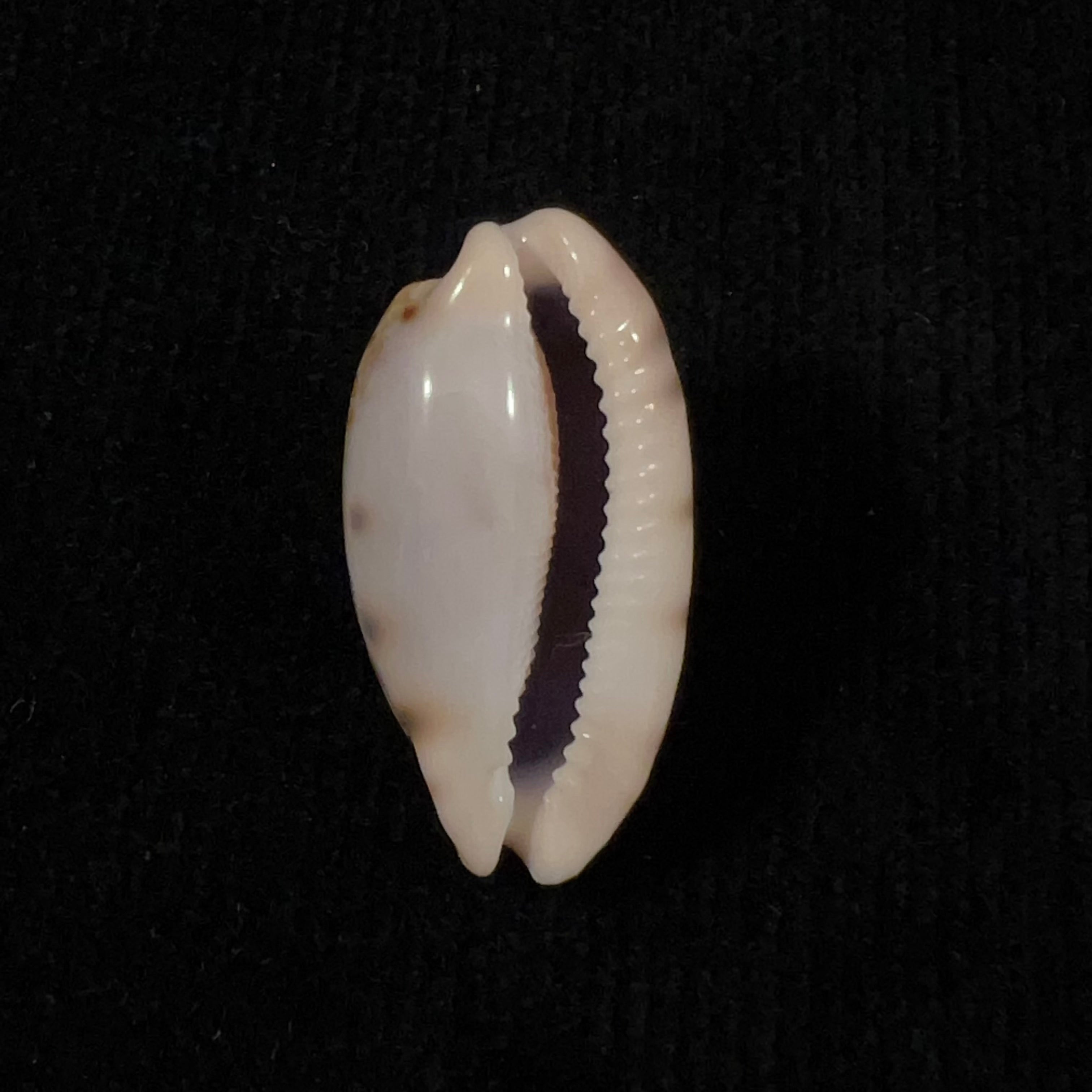 Talostolida pellucens panamensis Lorenz, 2002 - 29,9mm