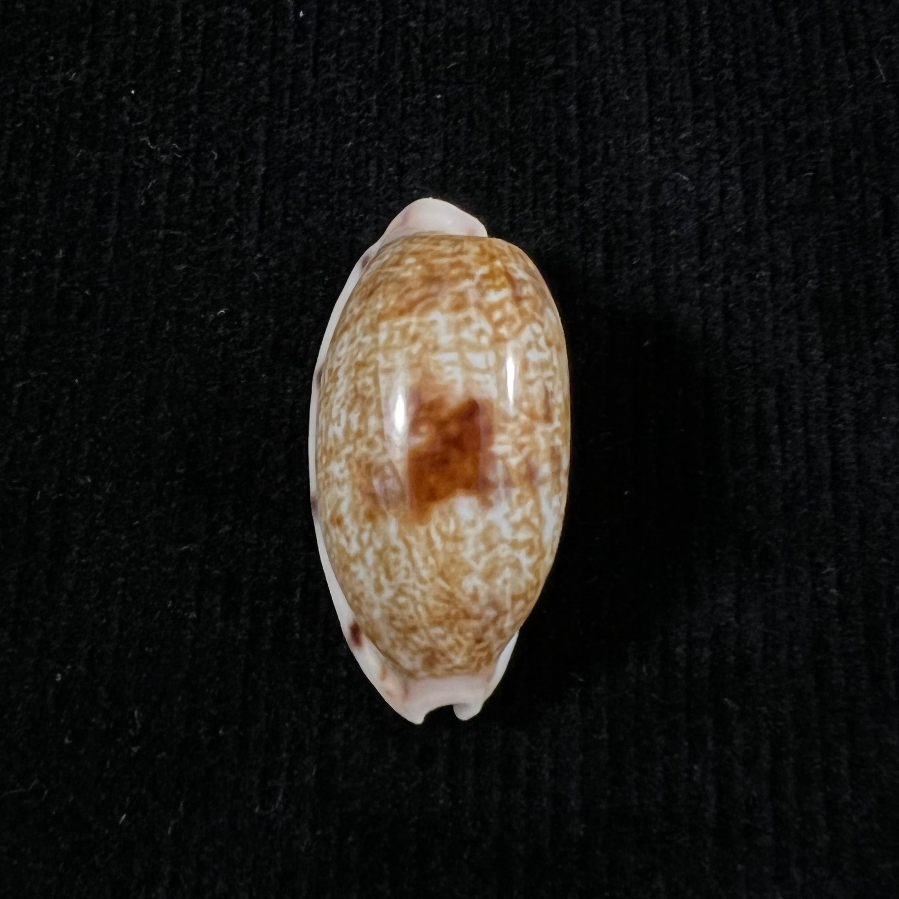 Talostolida pellucens panamensis Lorenz, 2002 - 28,8mm